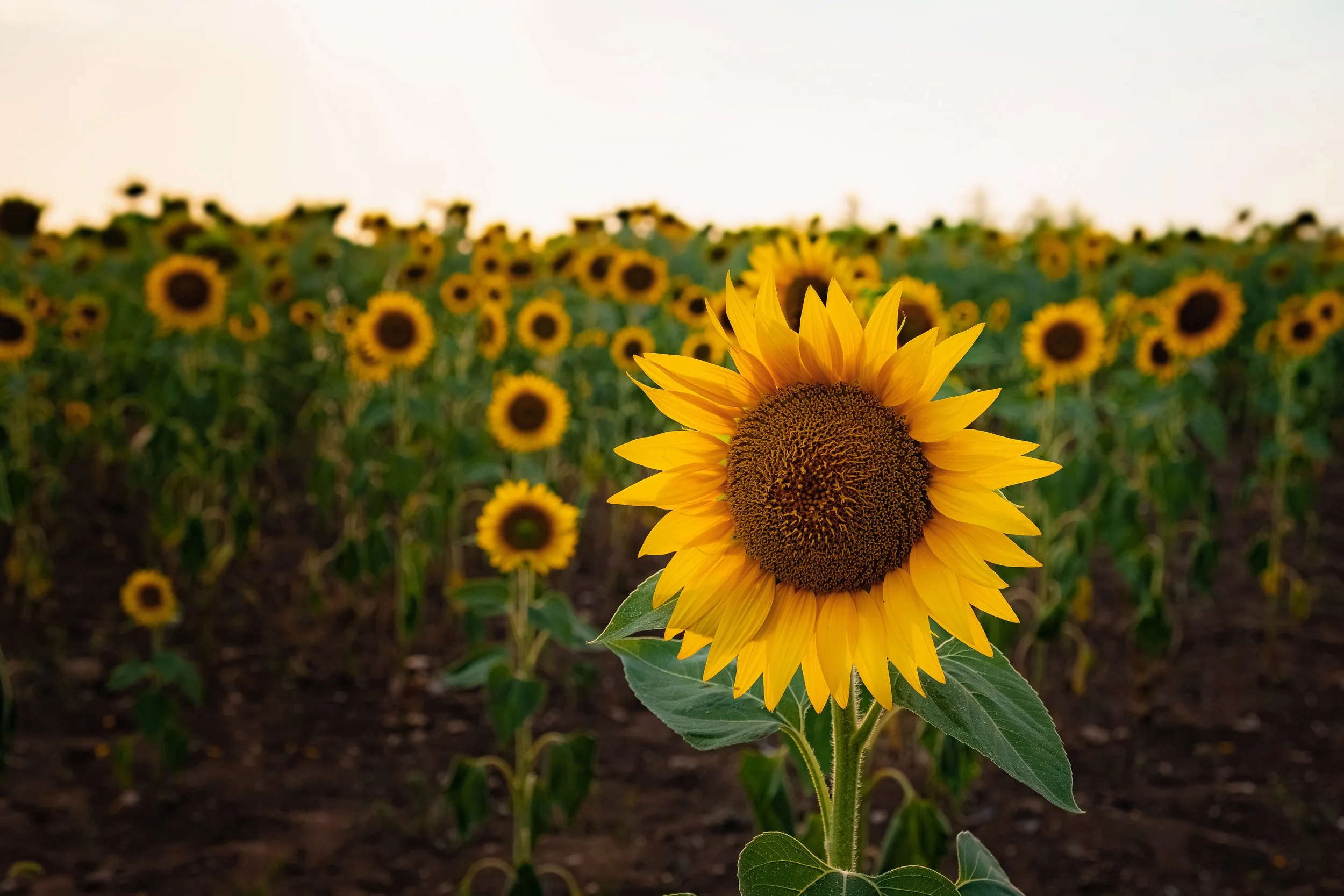 Close-up of a sunflower in the foreground with a field of sunflowers in the background during sunset or sunrise.