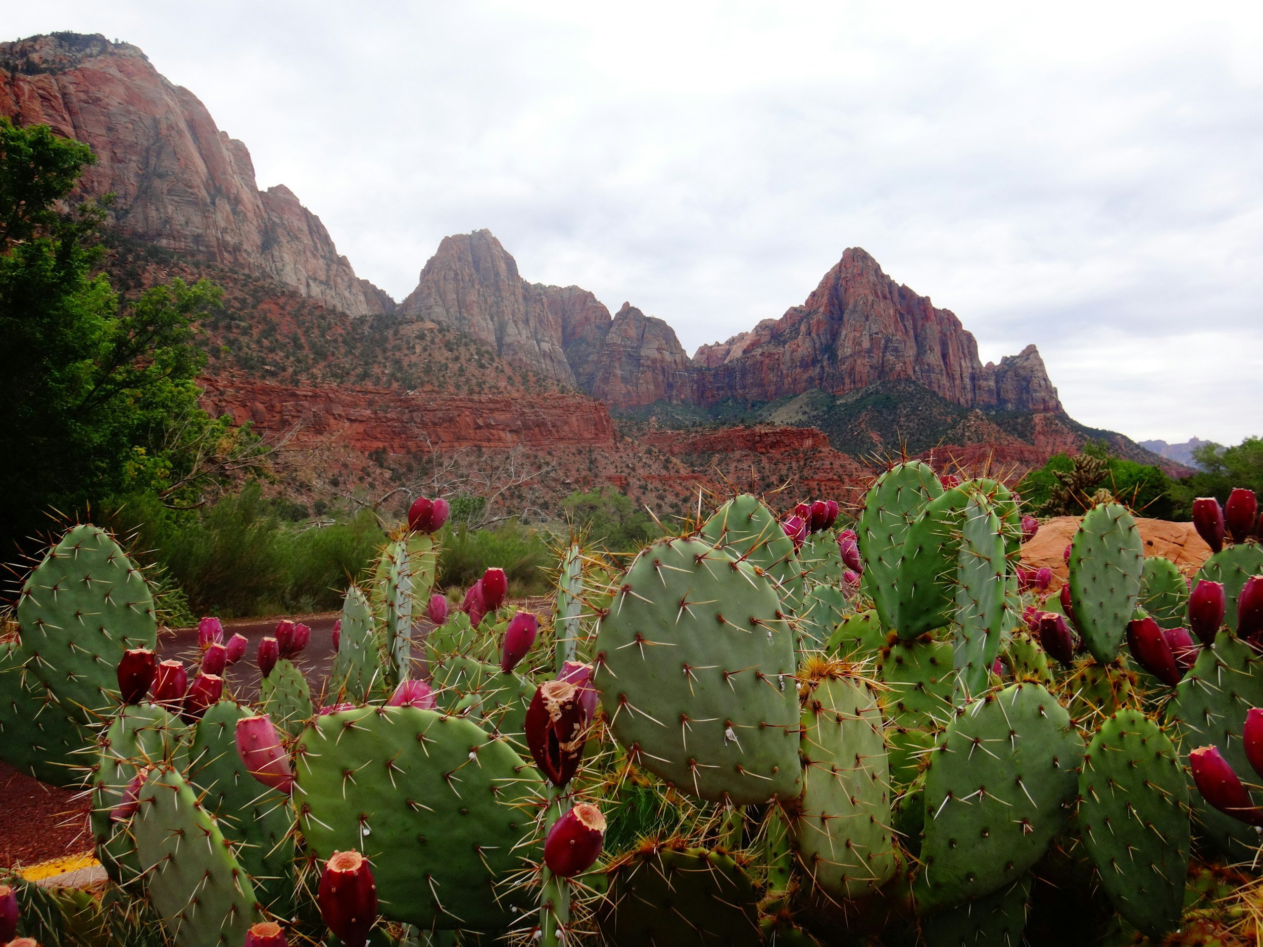 Prickly pear cacti with red fruit in desert landscape with rugged mountains under cloudy sky.