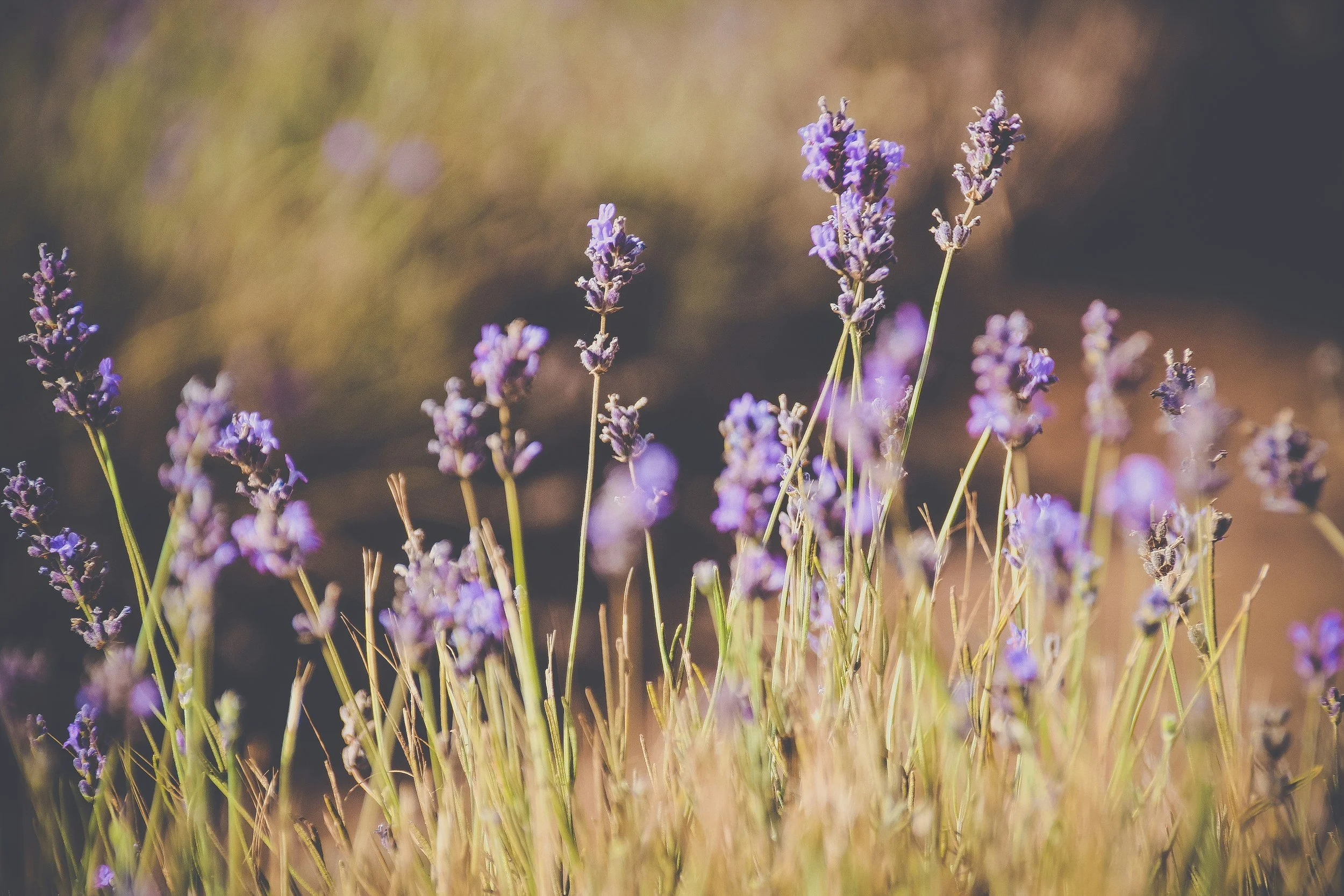 Field of lavender flowers with purple blooms and green stems, blurred background with warm light