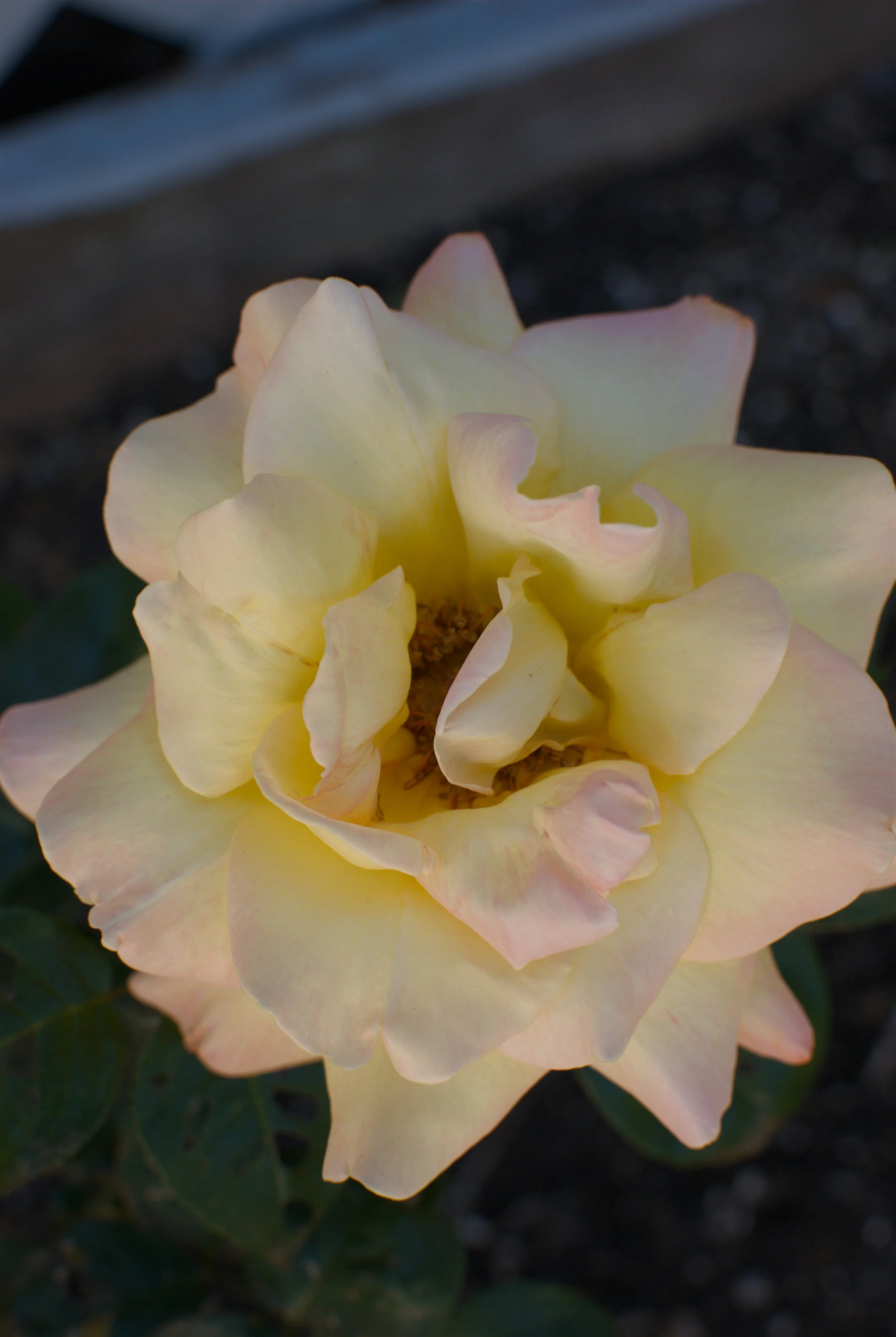 DSC_0109.jpg