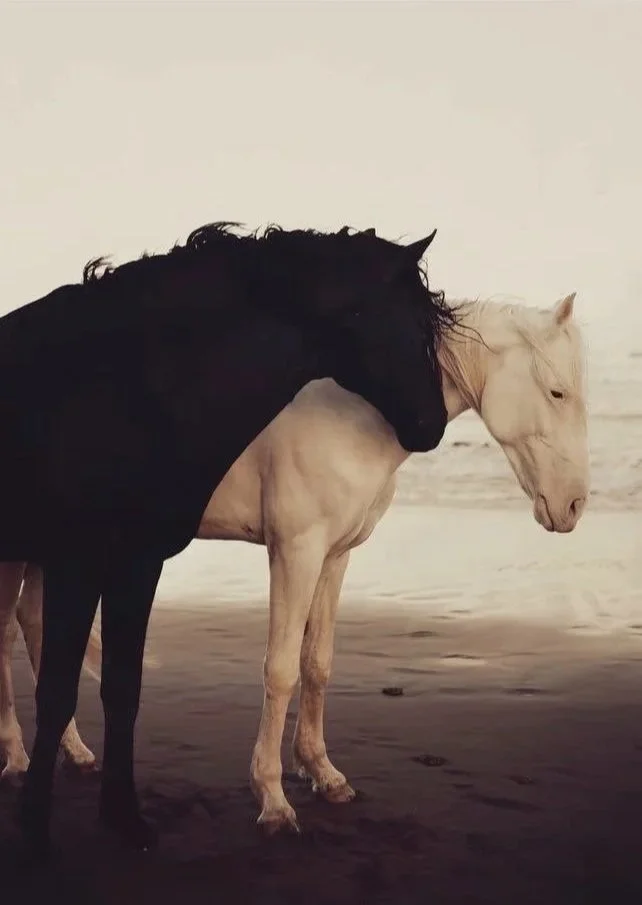 The 2025 Progress Report: Animal Welfare &amp; Workplaces