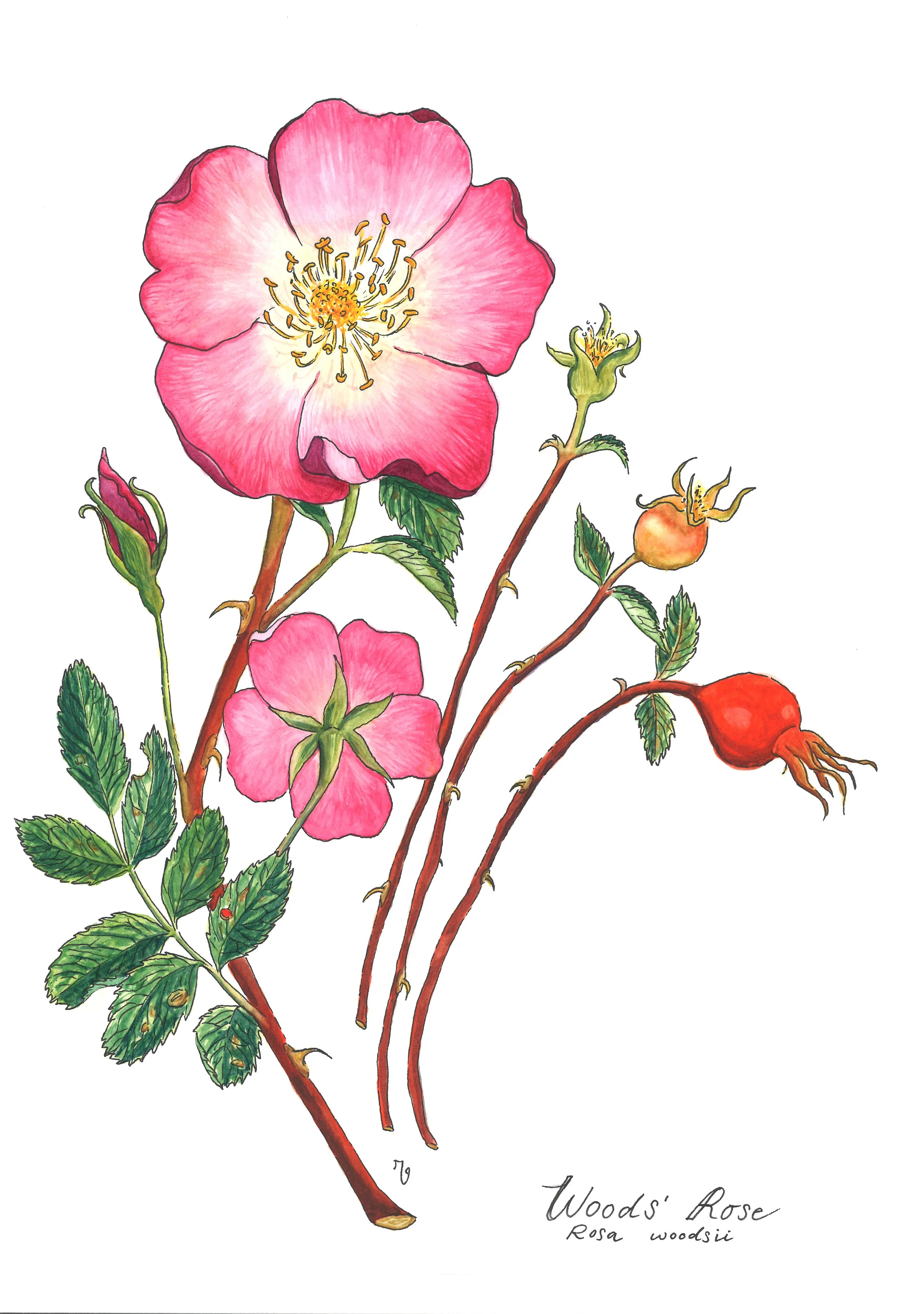 Botanical Illustration