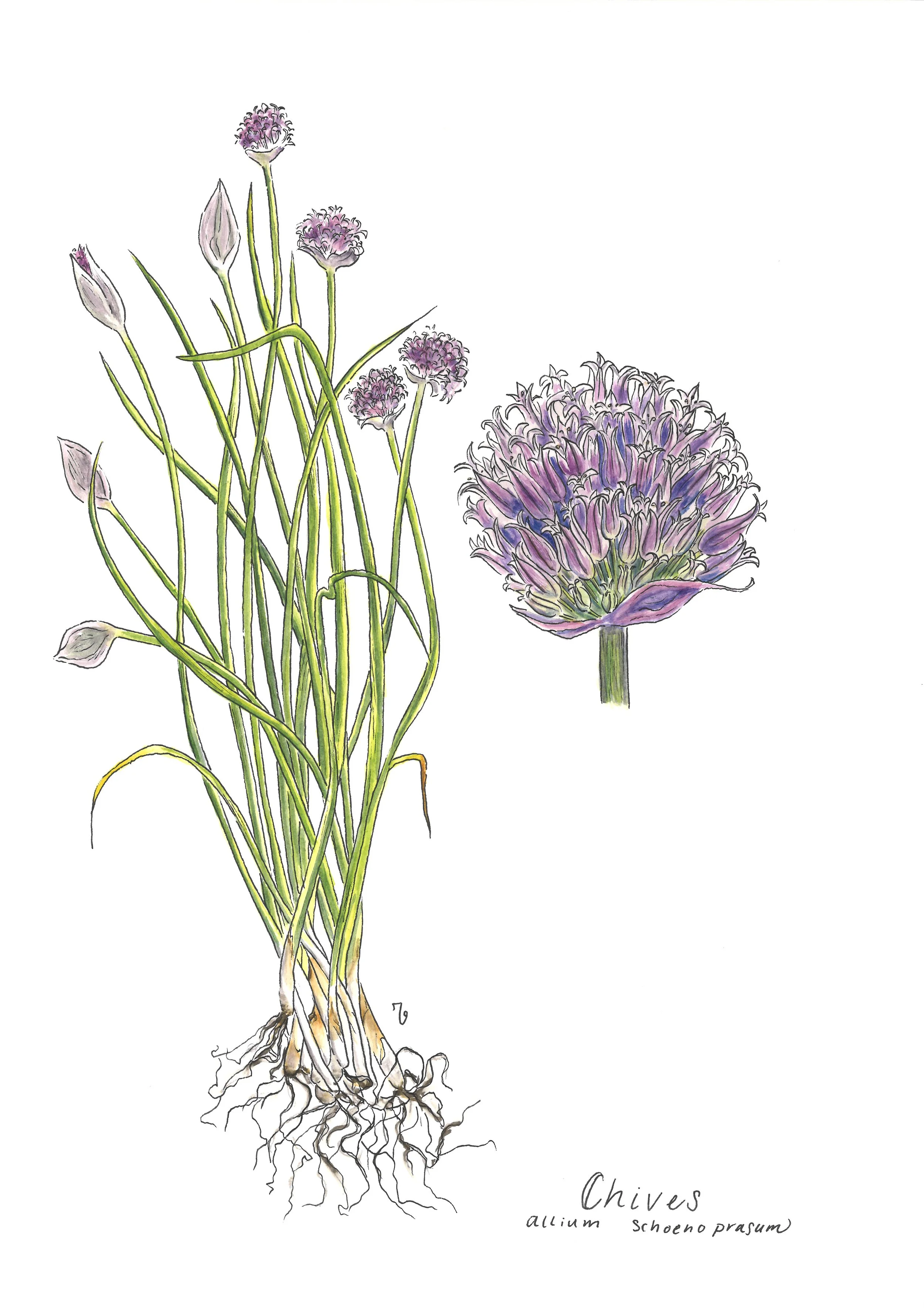 Wild Chive