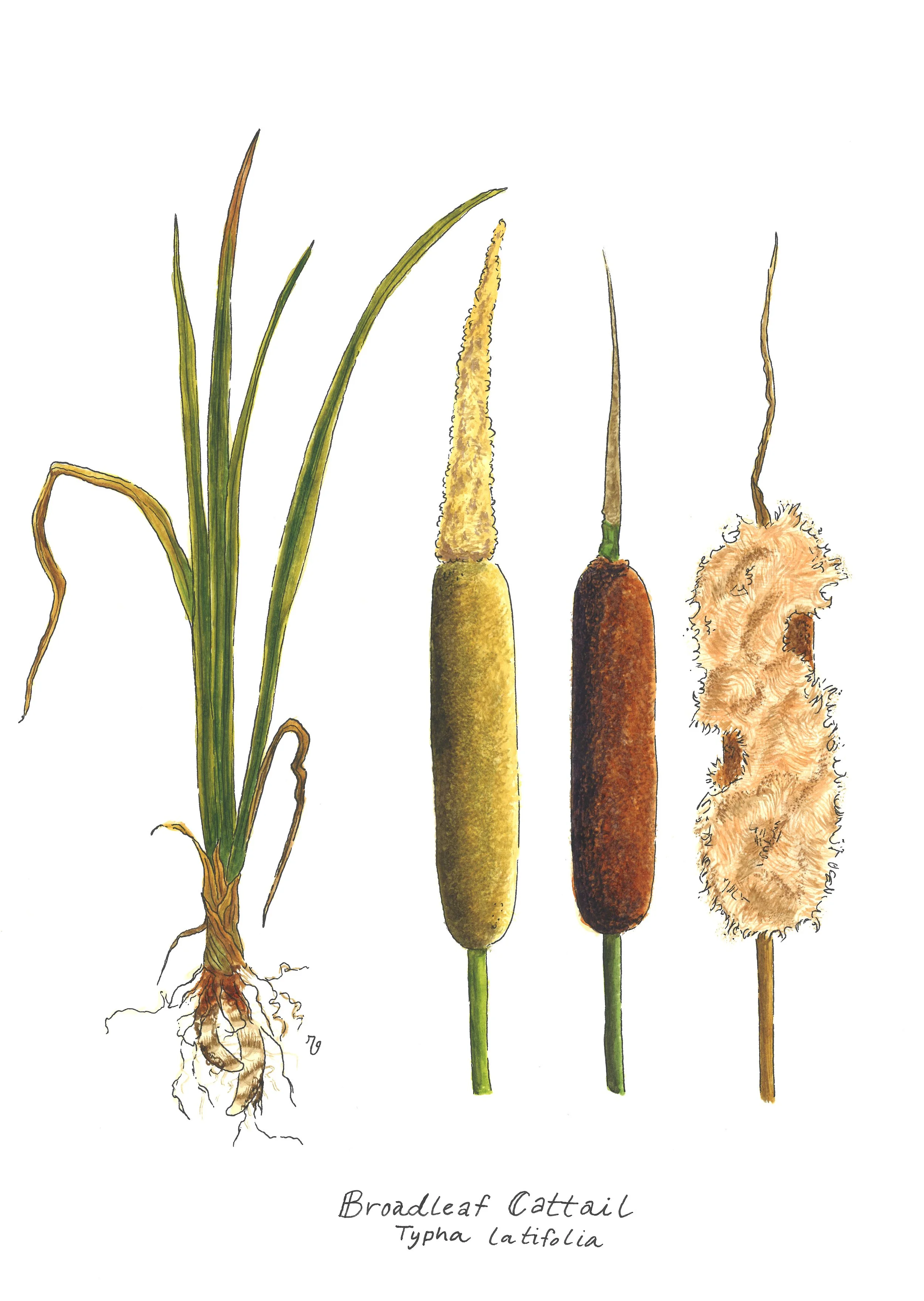 Broadleaf Cattail