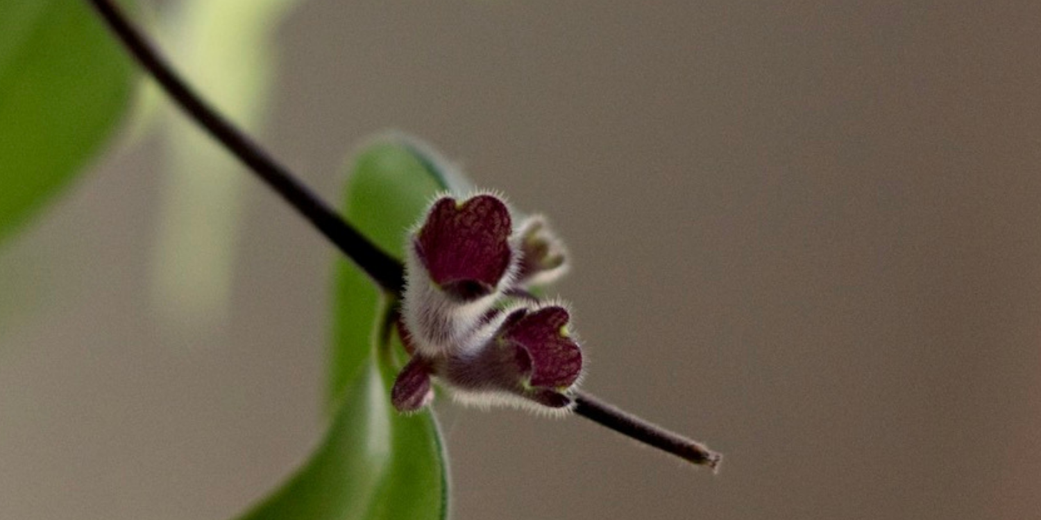 Start the Year with Clarity: A Nonprofit Leader’s Guide to Simplifying for Impact&nbsp;&nbsp;