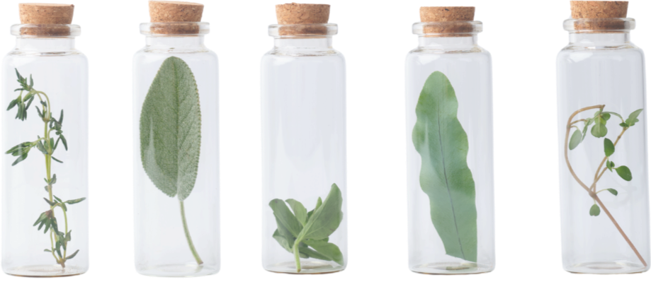 Five small glass bottles with cork stoppers, each containing a different plant or leaf sample submerged in liquid.