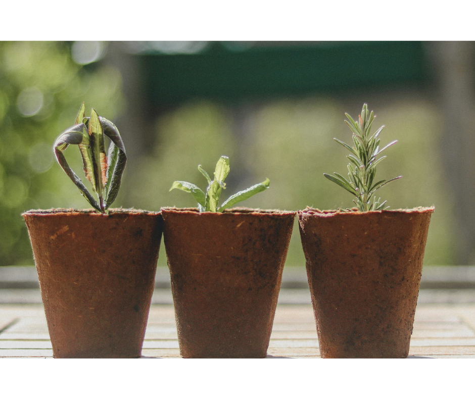Three small terracotta pots with basil, mint, and rosemary seedlings on a wooden surface outdoors.
