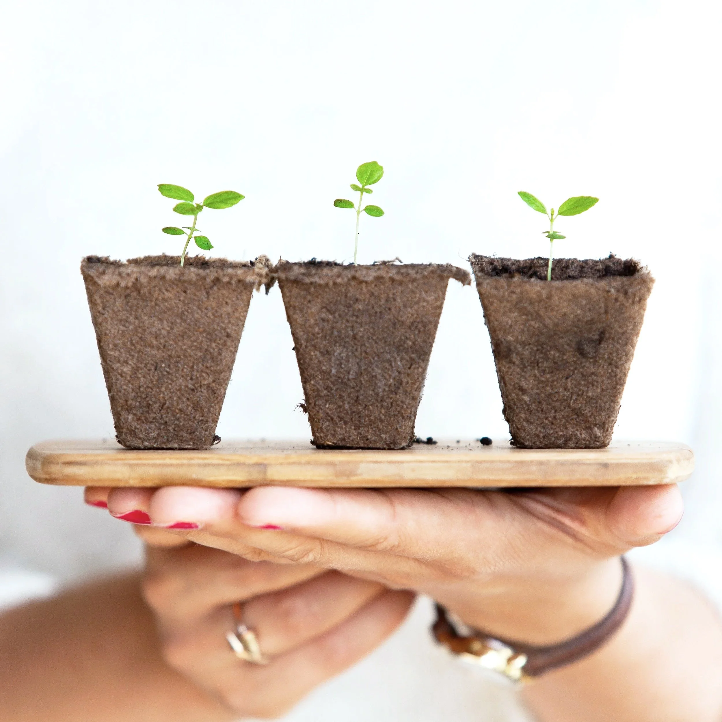 Hand holding a wooden tray with three small biodegradable pots containing young green sprout plants.