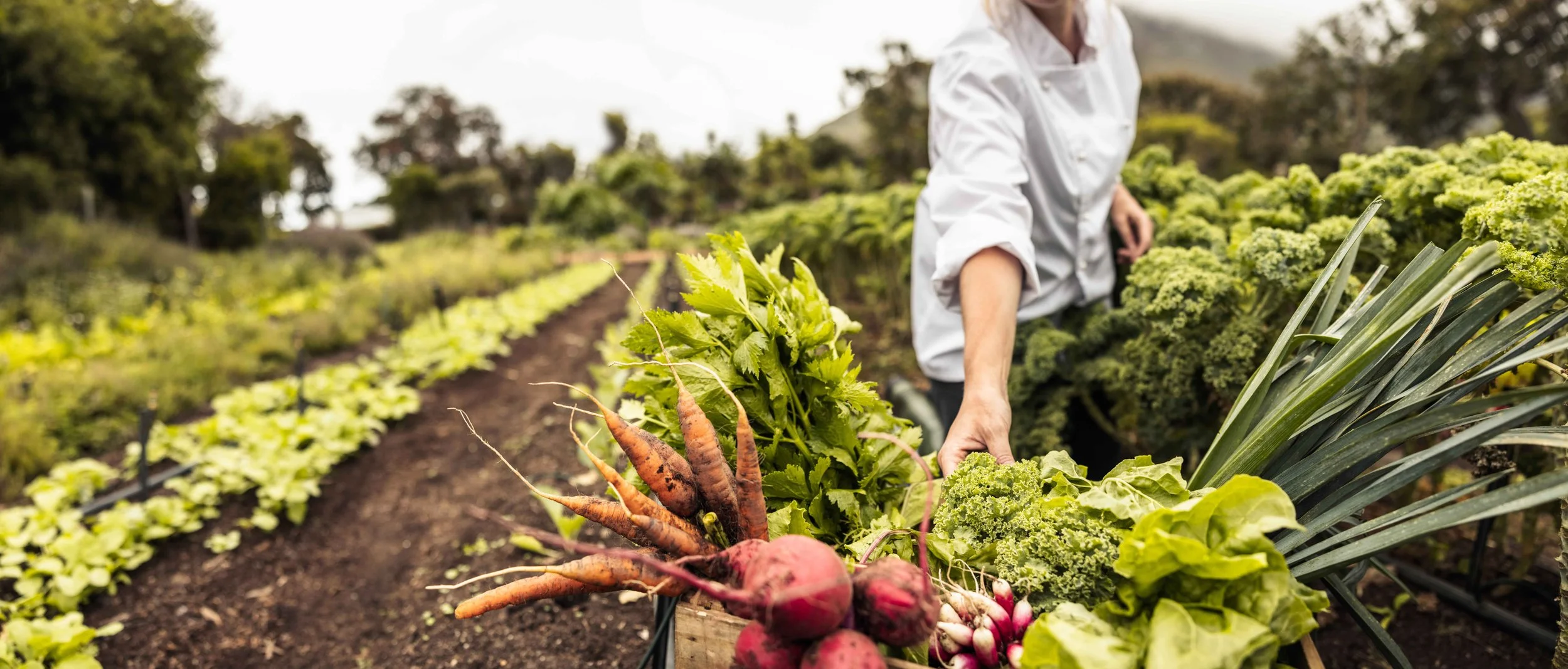 Person in white shirt harvesting fresh vegetables and root vegetables in a farm field with rows of leafy greens and herbs.