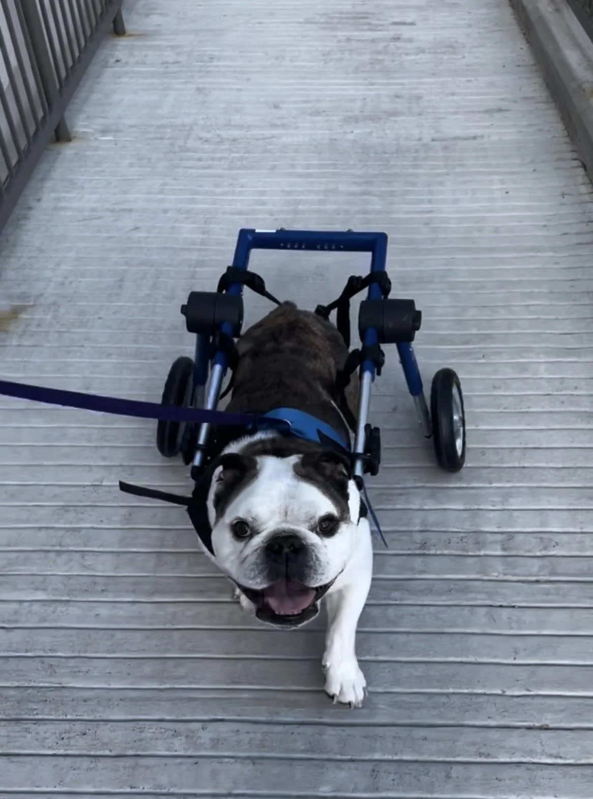 A bulldog dog with a white face and dark markings, smiling and walking ahead with a smile, using a blue harness and a wheelchair for mobility, on a wooden bridge with metal railings.