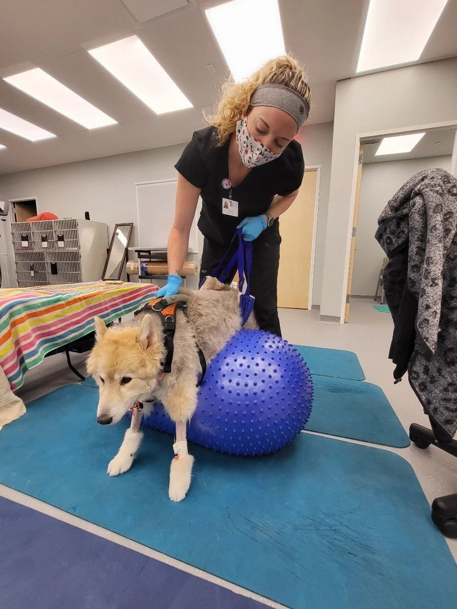 A woman in medical scrubs and a face mask is assisting a dog with a medical procedure. The dog is lying on a textured blue therapy ball, on a blue mat in a clinical setting.