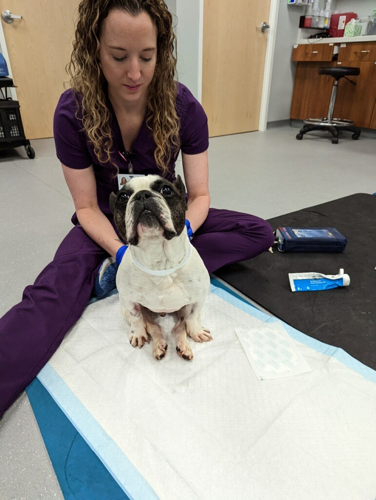 A veterinarian in purple scrubs sitting on the floor with a French Bulldog puppy, preparing for a medical procedure in a veterinary clinic.