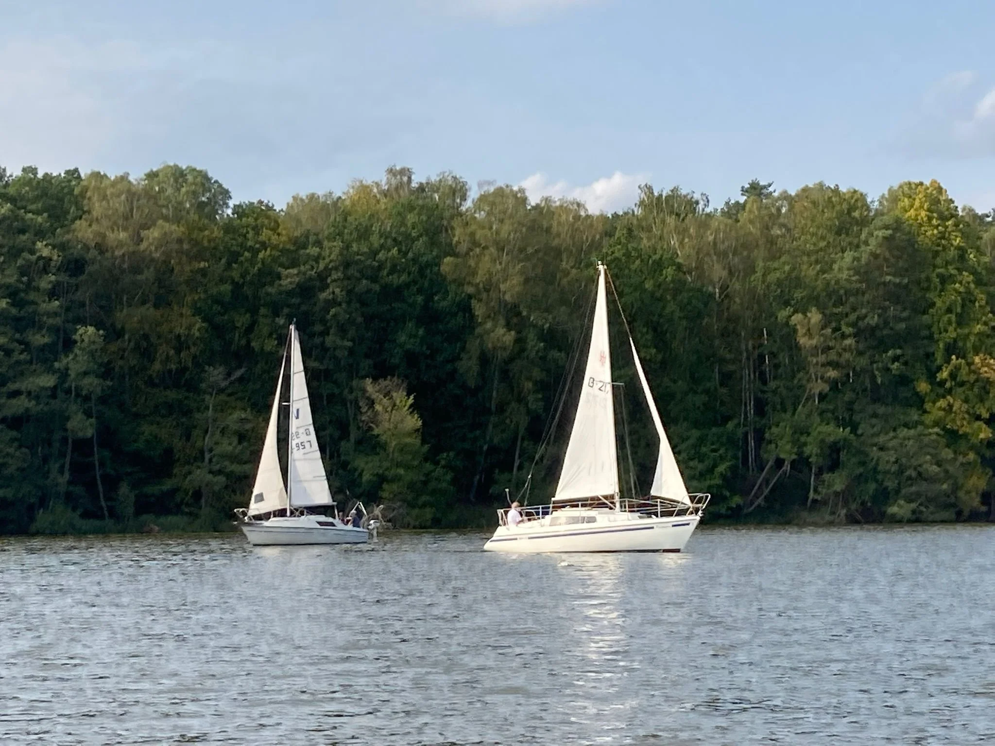 zwei Segelboote auf einem Fluss oder See, mit einem bewaldeten Ufer im Hintergrund, bei sonnigem Wetter.