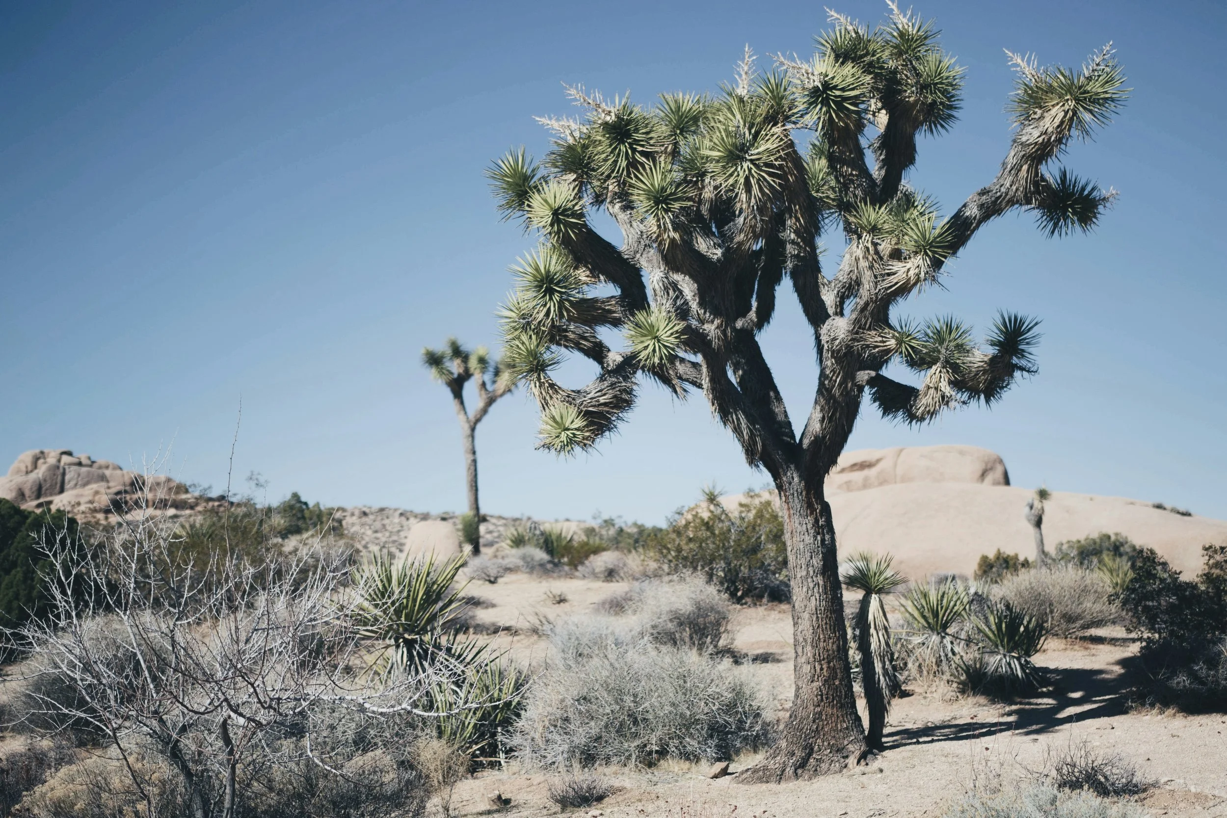 Desert landscape with a prominent Joshua tree, sparse bushes, rocks, and a clear blue sky.