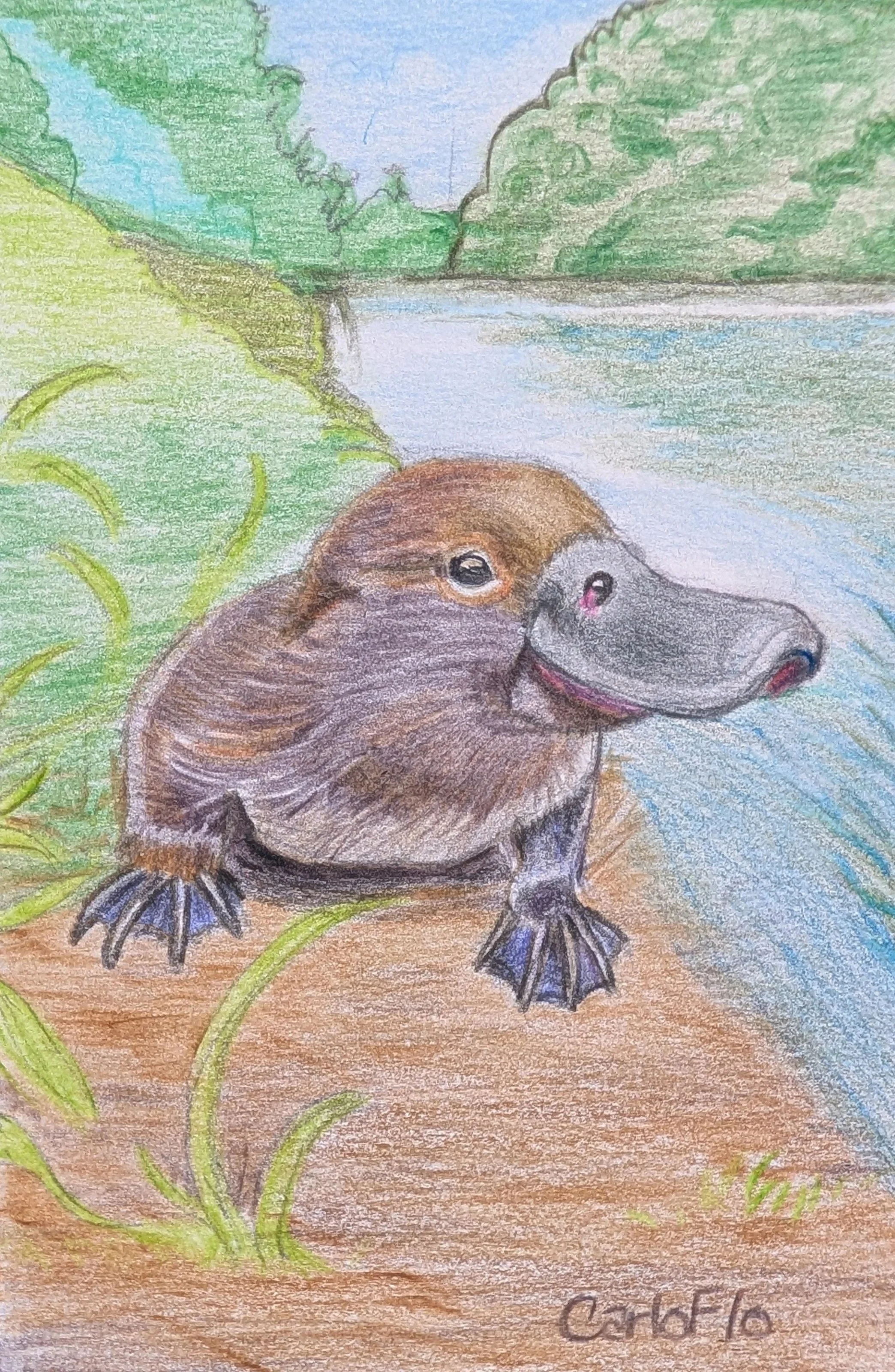 Platypus+Craft+Show.jpg
