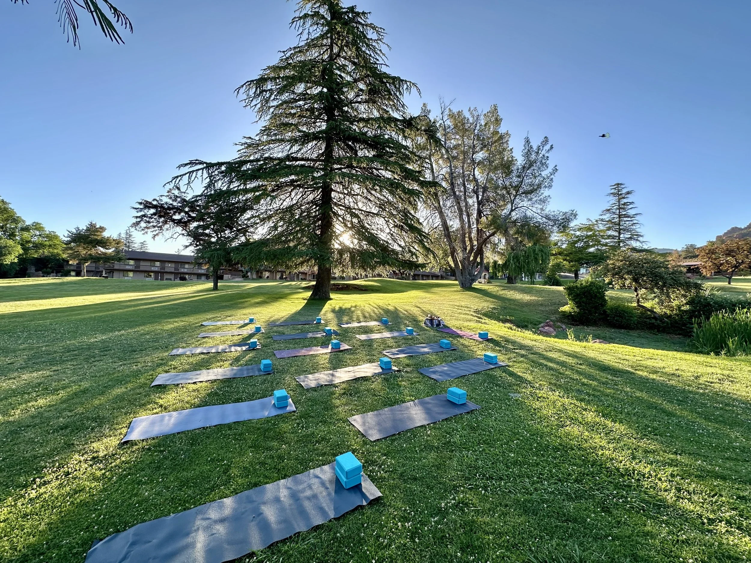 Yoga mats and blocks arranged on a grassy field under large trees with sunlight streaming through, on a clear day.