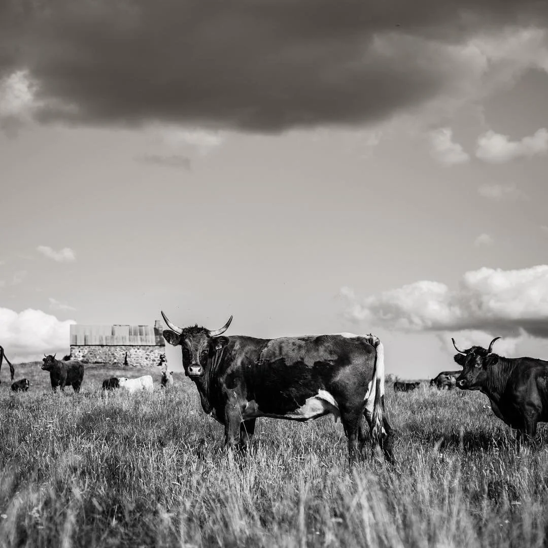 French countryside #tbt #auvergne