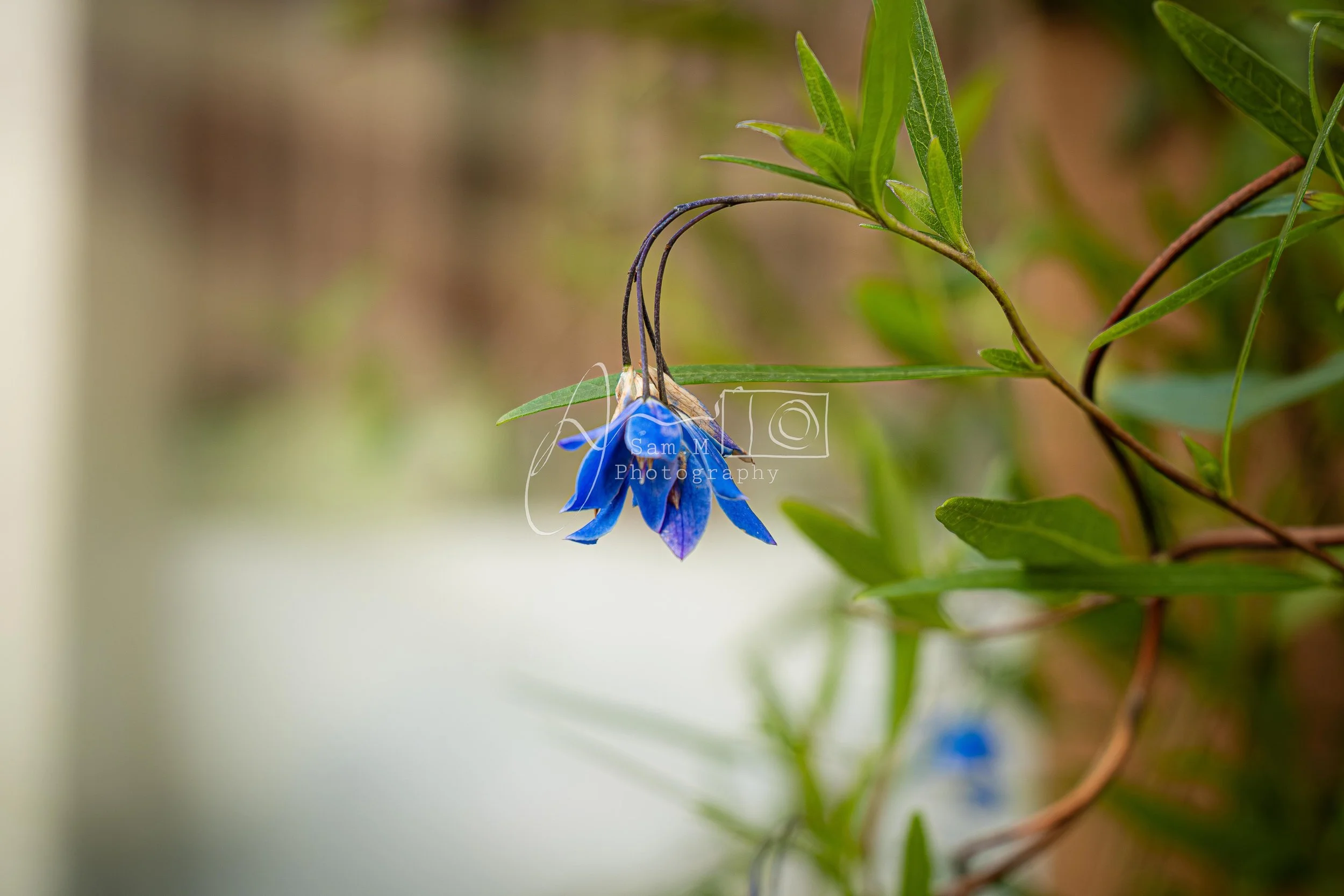 A blue flower with drooping petals and long, curved dark stems, surrounded by green leaves on a vine.
