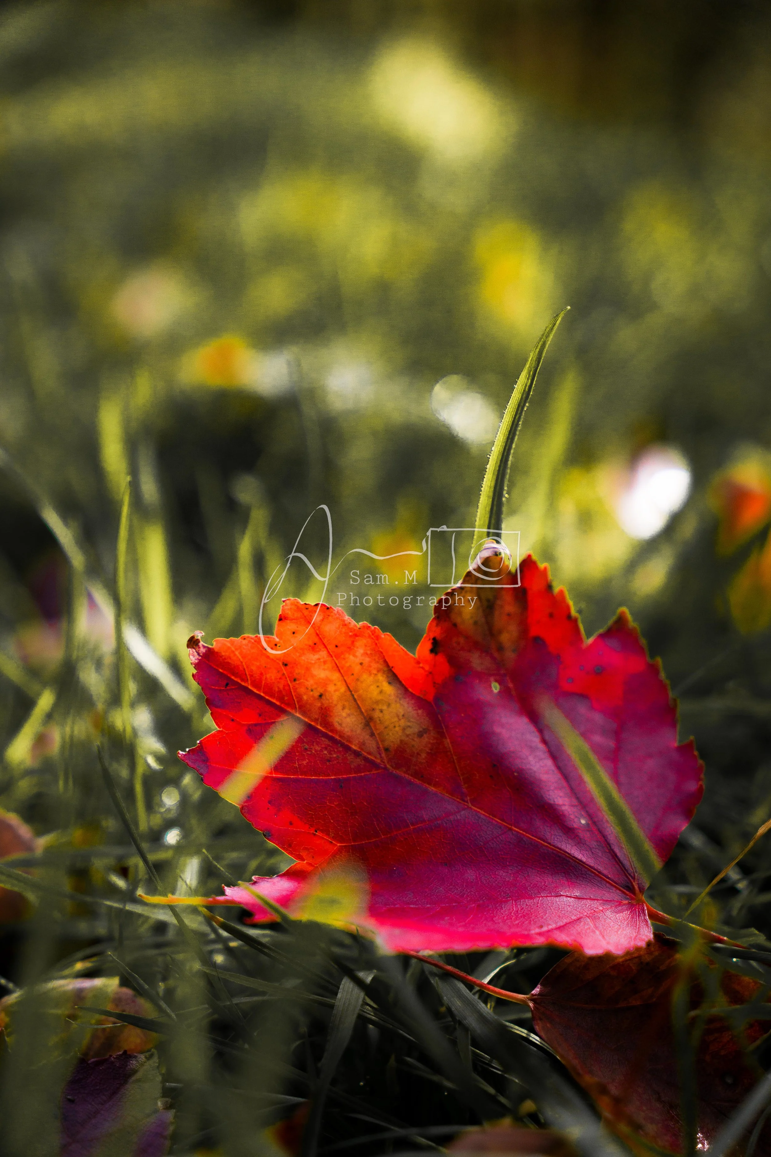 Close-up of a vibrant red and orange fallen leaf on grass with a blurred green background.