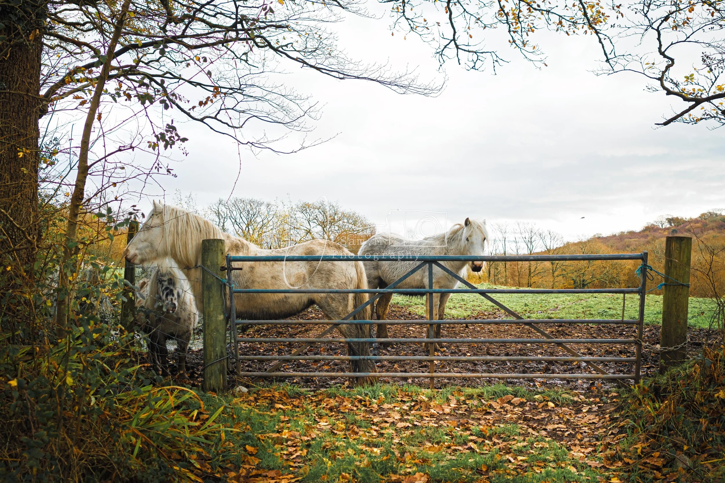 Three white horses standing behind a metal gate in a rural field during autumn. The ground is covered with fallen leaves, and bare trees with some remaining leaves are in the background.