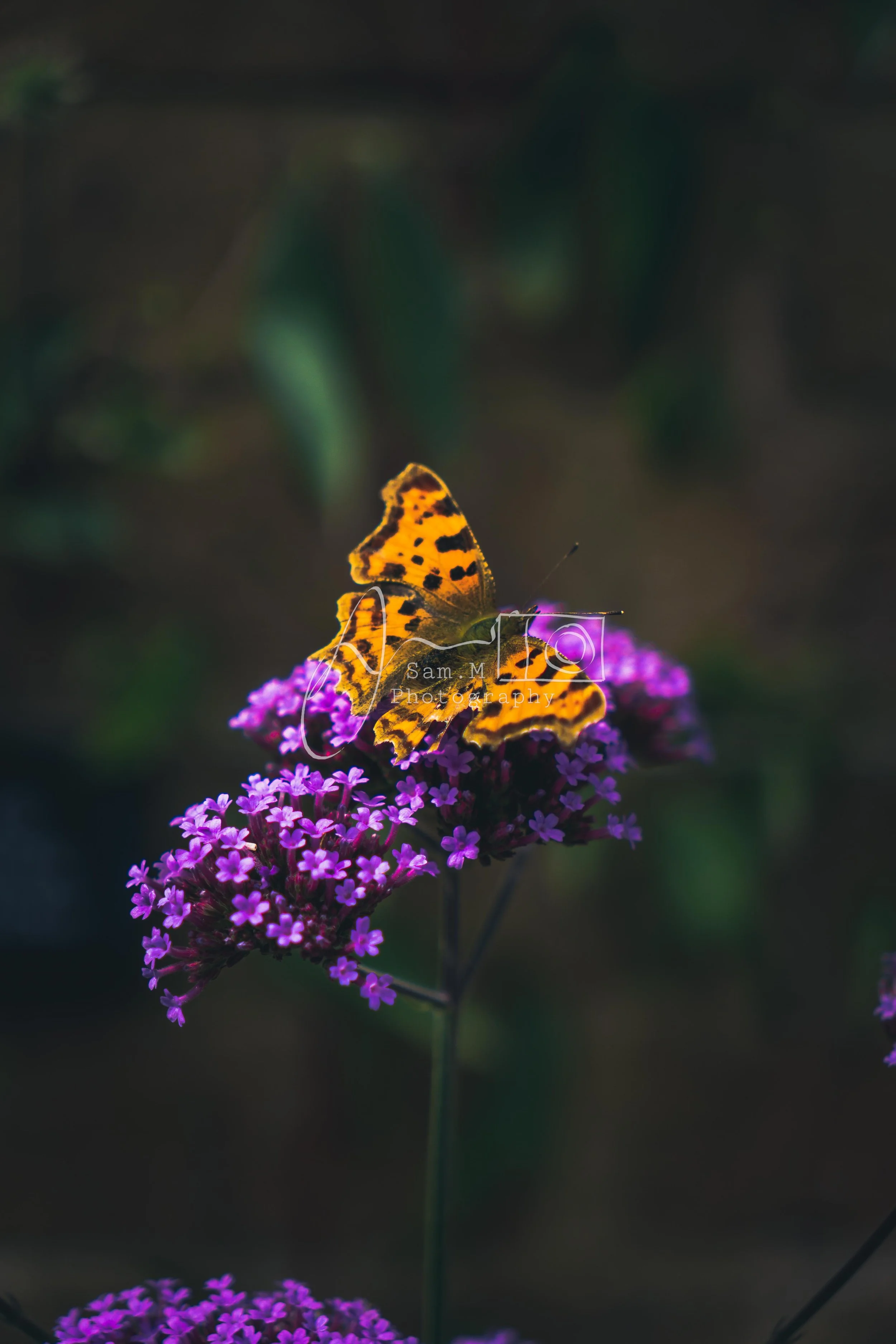 A butterfly with orange and black wings perched on pink and purple flowers.