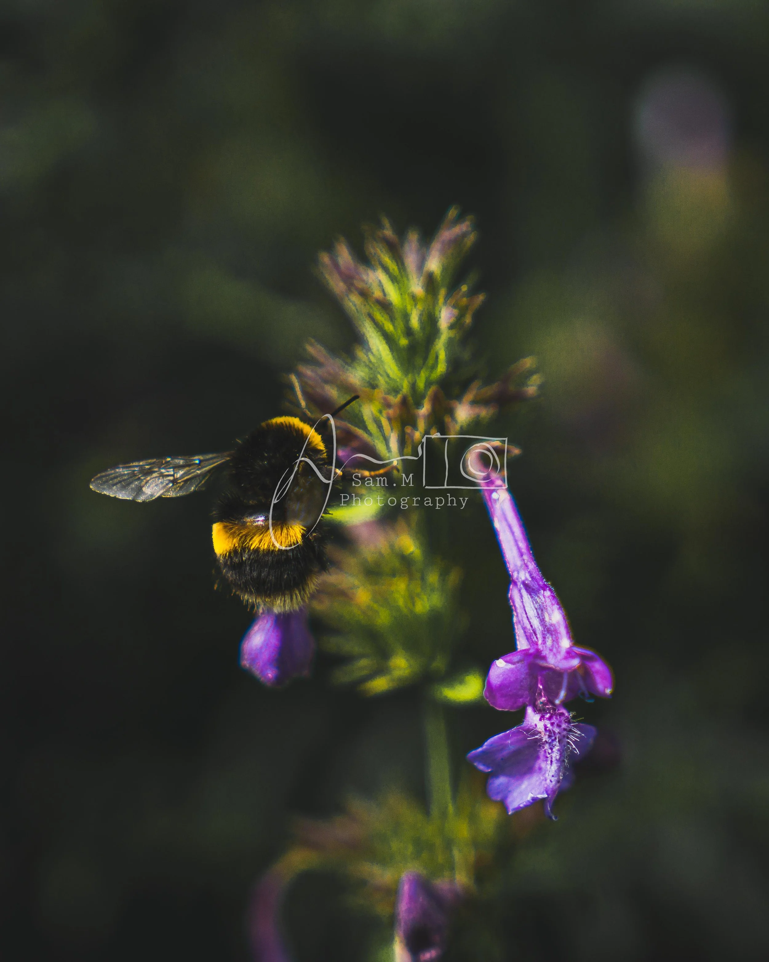 Close-up of a bee on purple flower with green background.