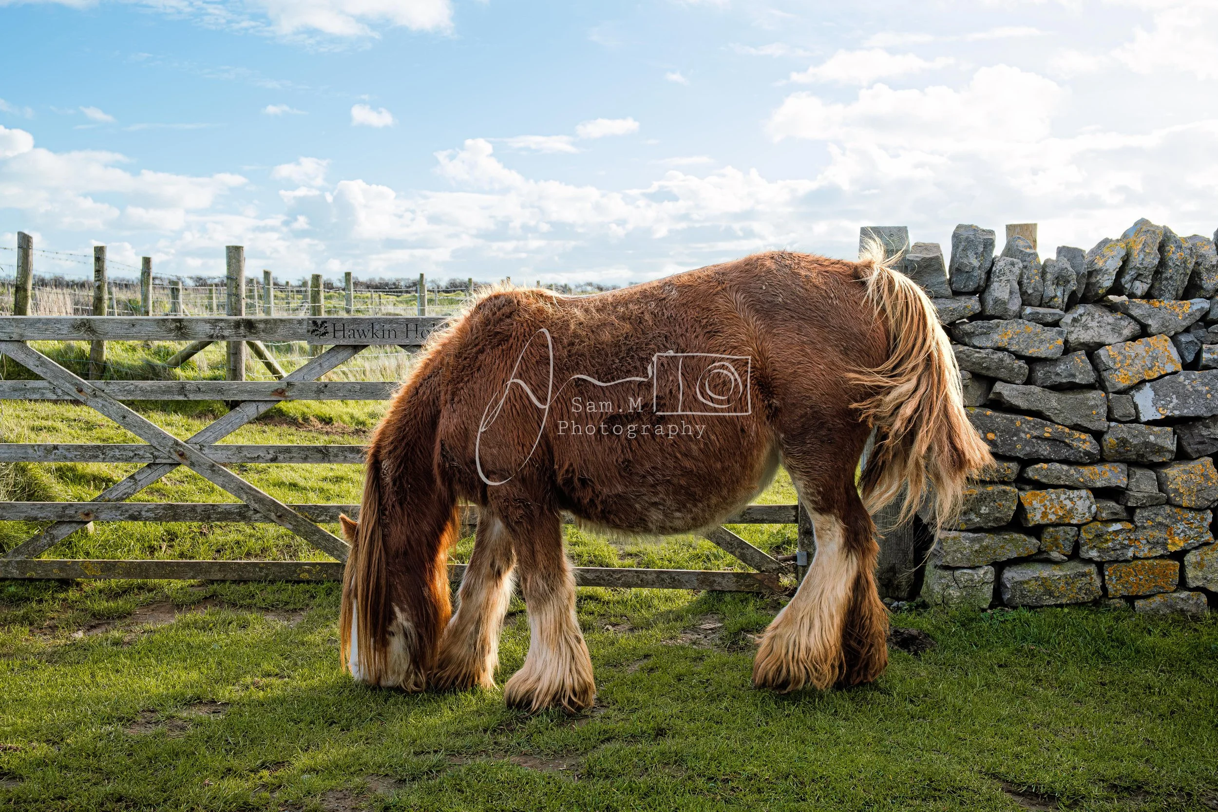 A brown Clydesdale horse standing on green grass near a stone wall and wooden gate in a rural setting on a partly cloudy day.