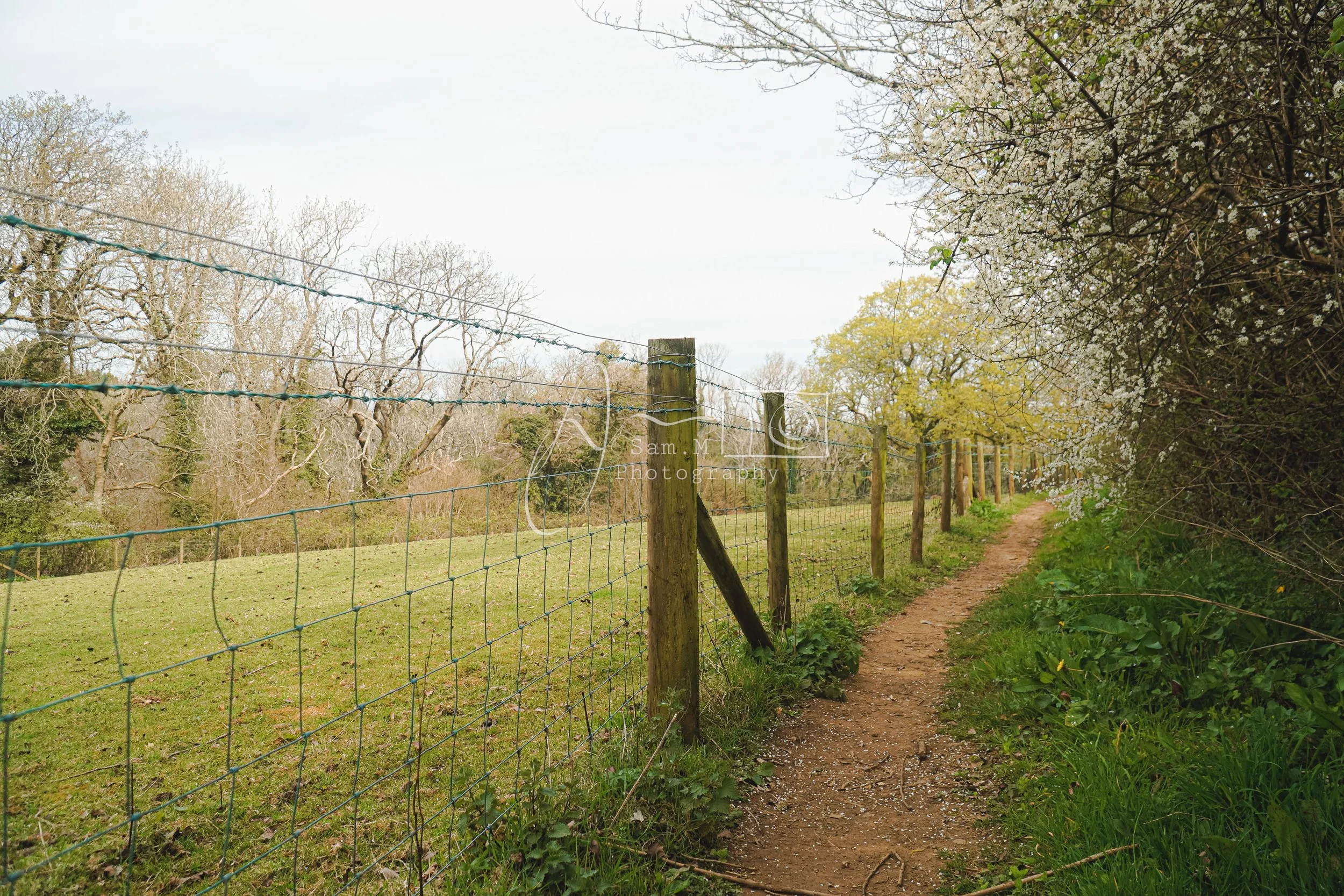 A dirt path runs alongside a wire fence in a rural setting. The fence separates a grassy field on the left from a line of flowering trees and shrubs on the right. Bare trees are visible in the background, indicating early spring.