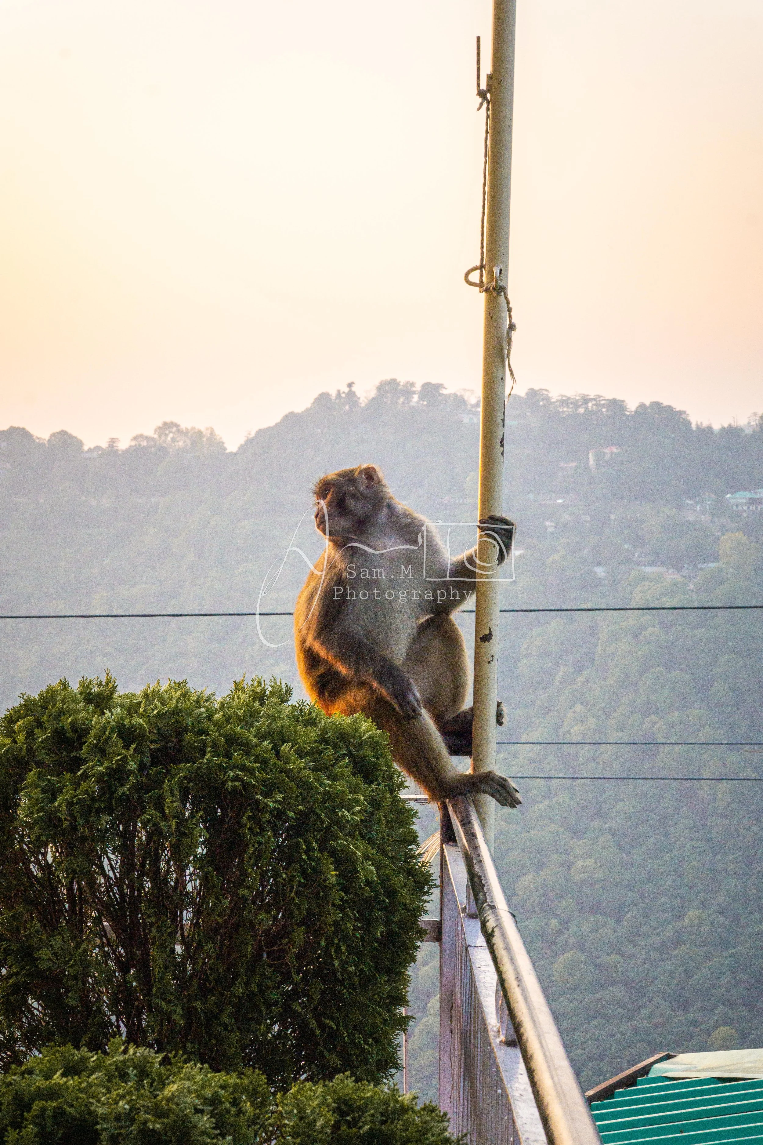 A monkey sitting on a metal railing near a balcony, holding onto a vertical pole with one hand, with a backdrop of rolling hills and dense forest, during dusk or dawn.