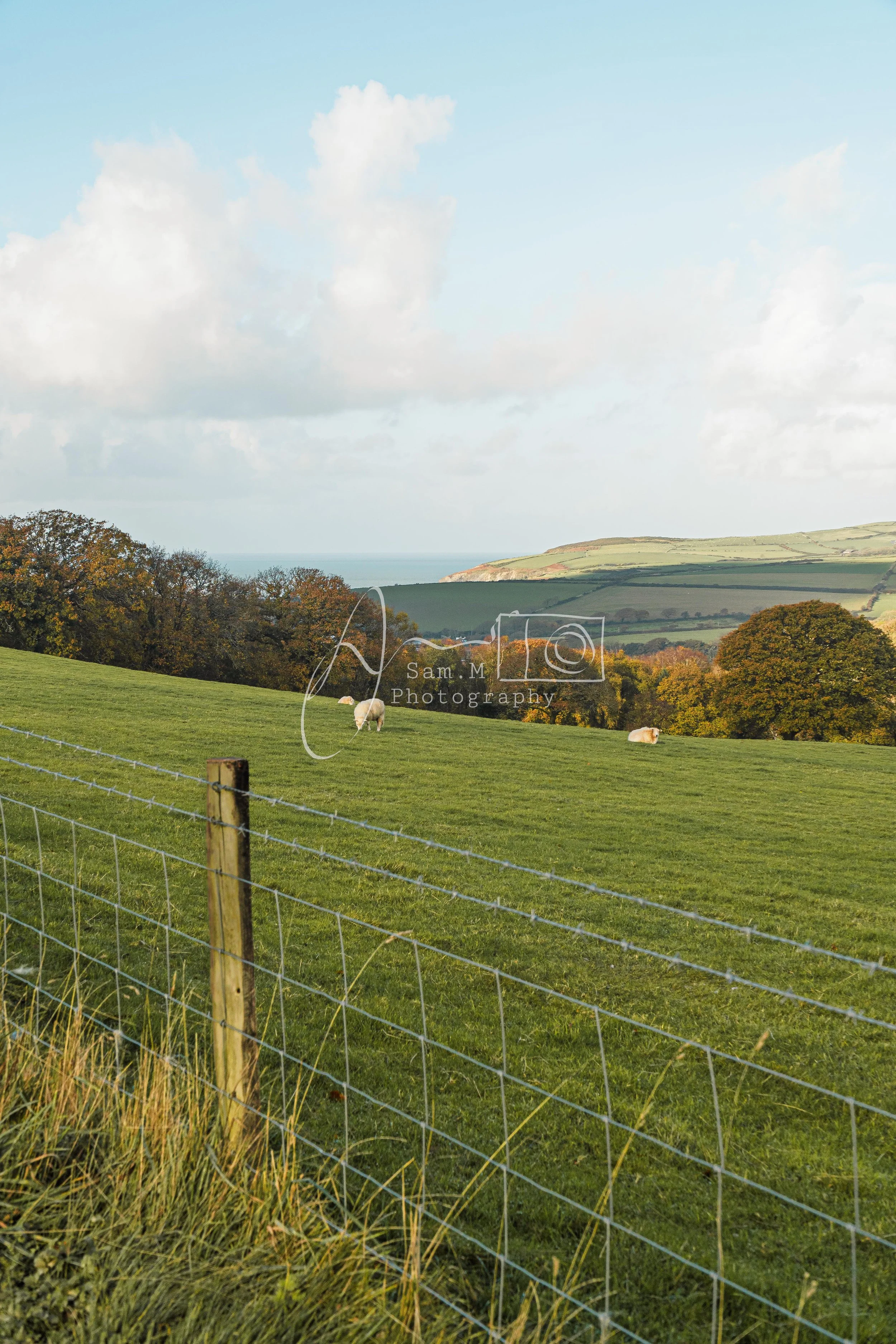 Green pasture with a wire fence, sheep grazing, trees in the distance, rolling hills, and partly cloudy sky.