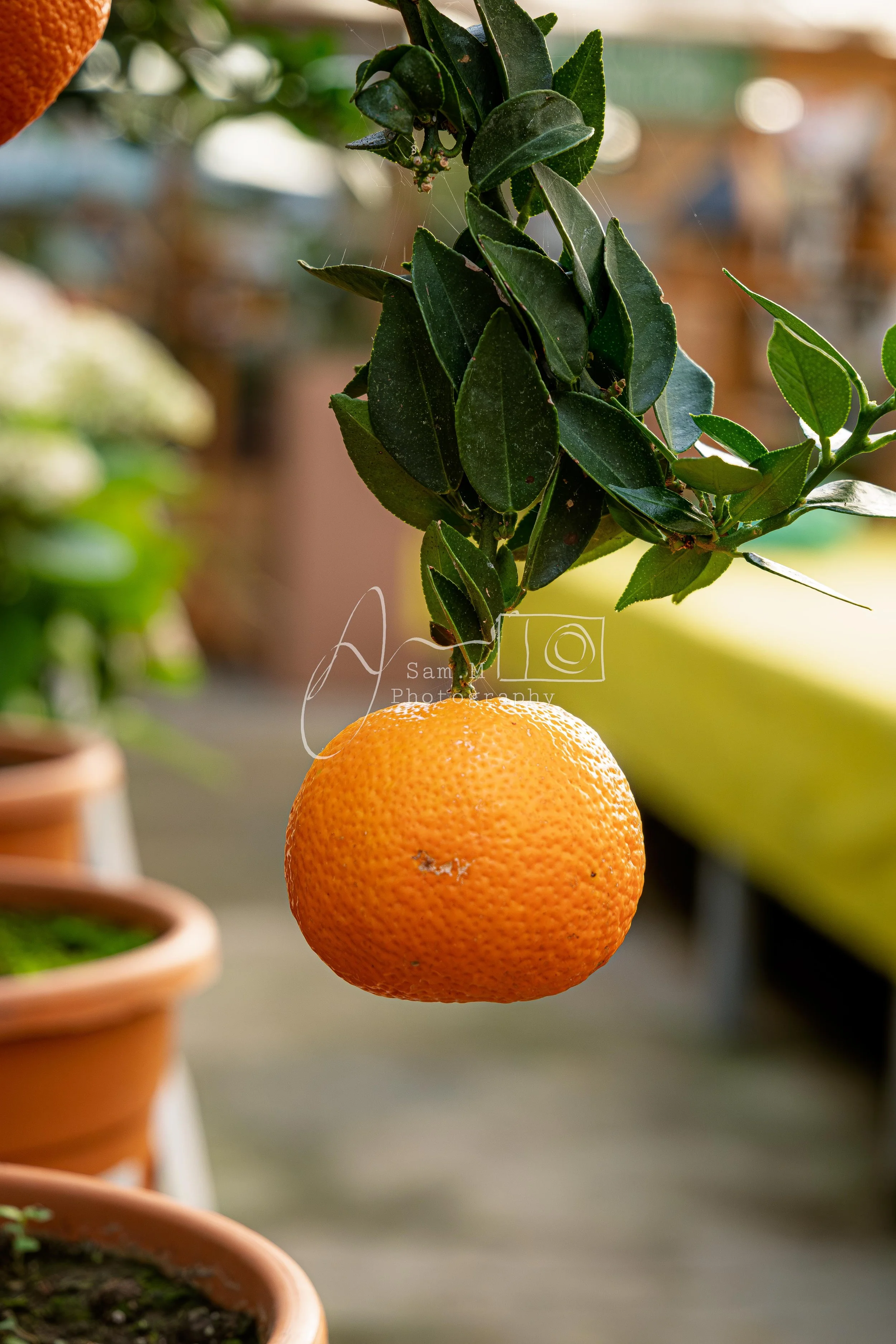 A ripe orange hangs from a branch with green leaves, in a garden or outdoor setting.