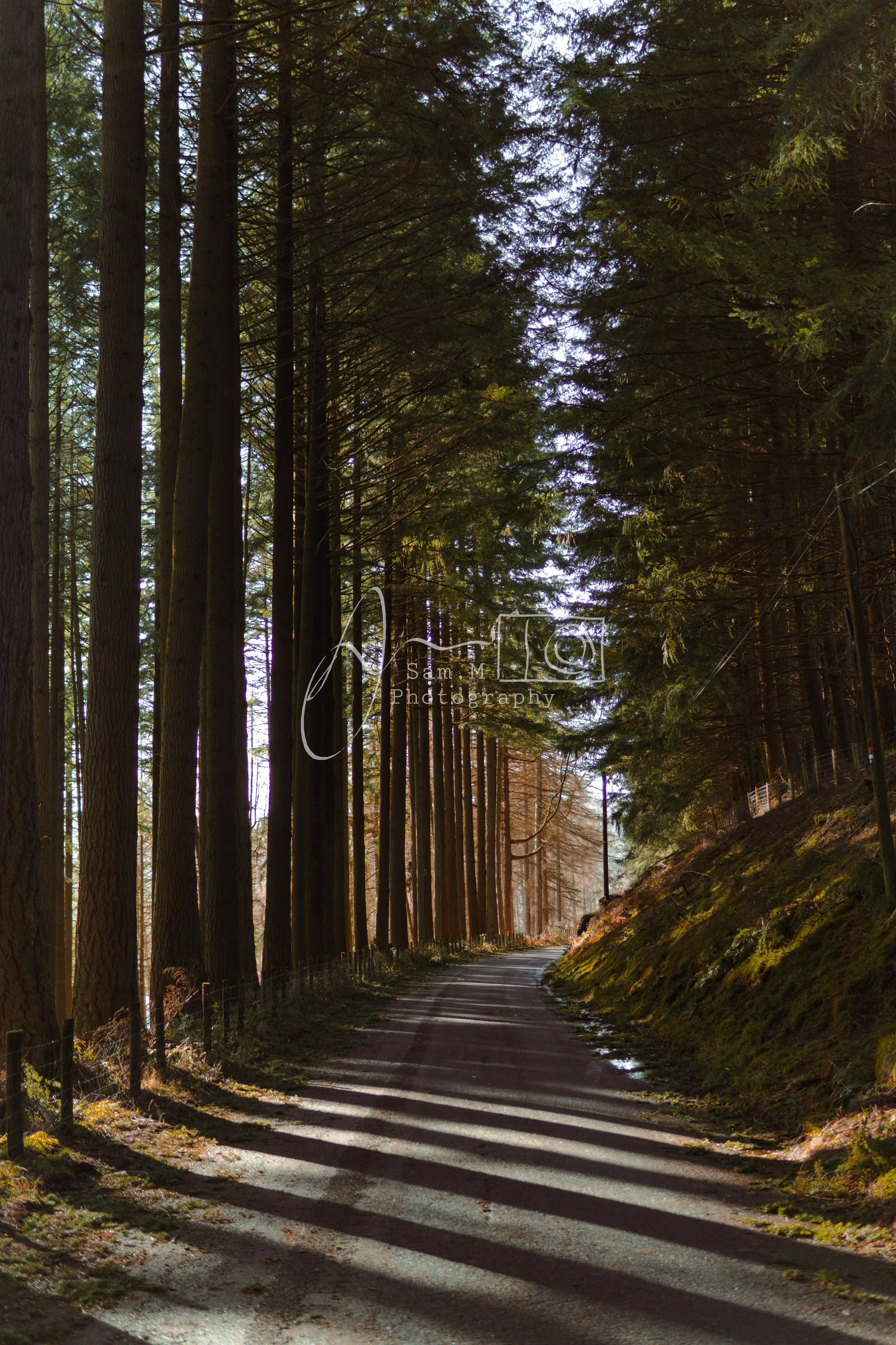 A dirt road winding through a forest with tall trees on both sides casting shadows on the path, sunlight filtering through the branches.