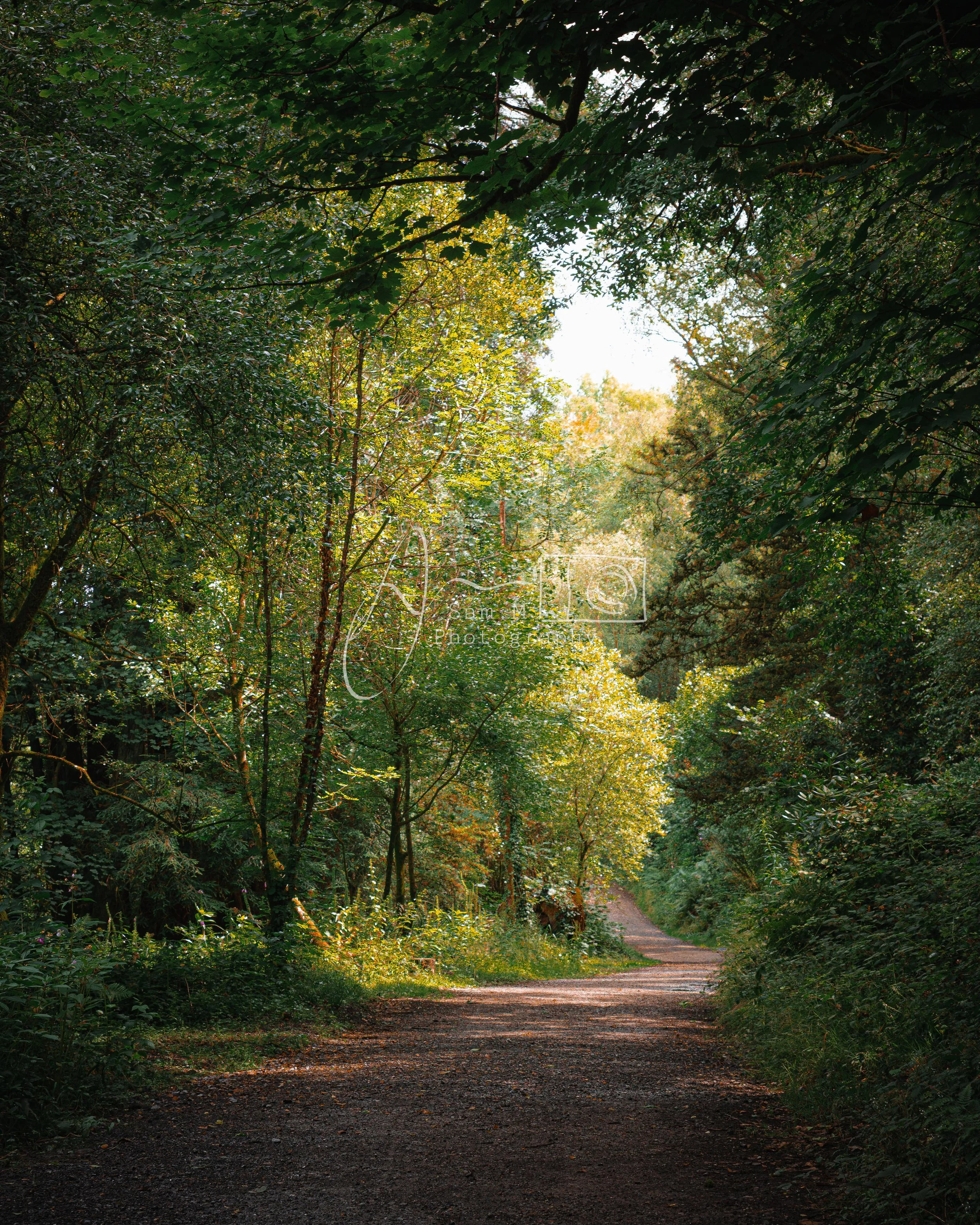 A wooded dirt trail winding through a lush green forest with sunlight filtering through the trees.