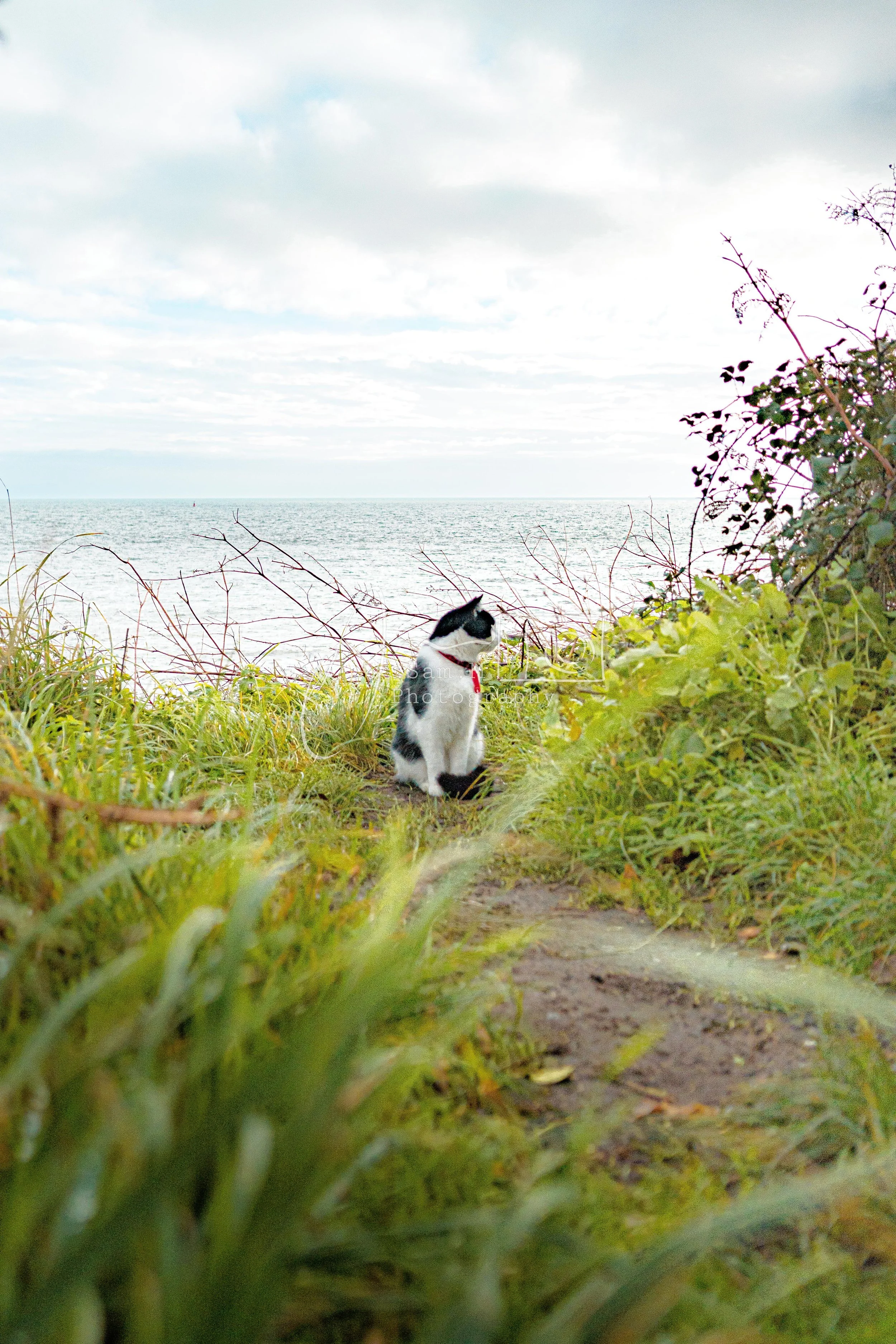 Black and white cat sitting on a dirt path surrounded by green grass and bushes, overlooking the ocean under a cloudy sky.