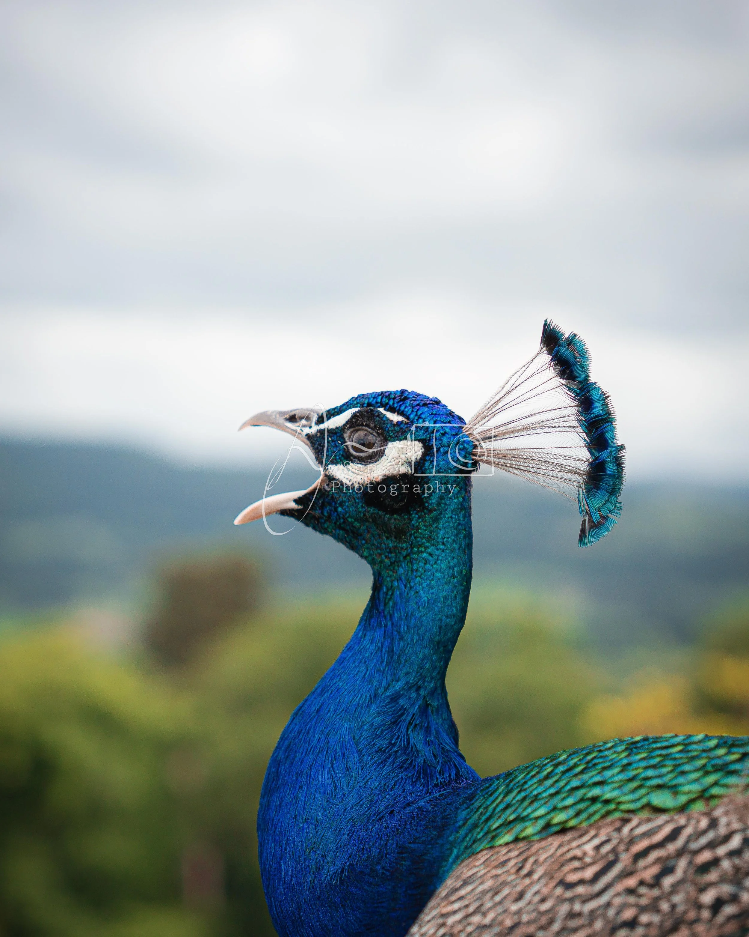 Close-up of a peacock's head and upper neck, showing iridescent blue and green feathers with a crest on top, set against a blurred outdoor background.