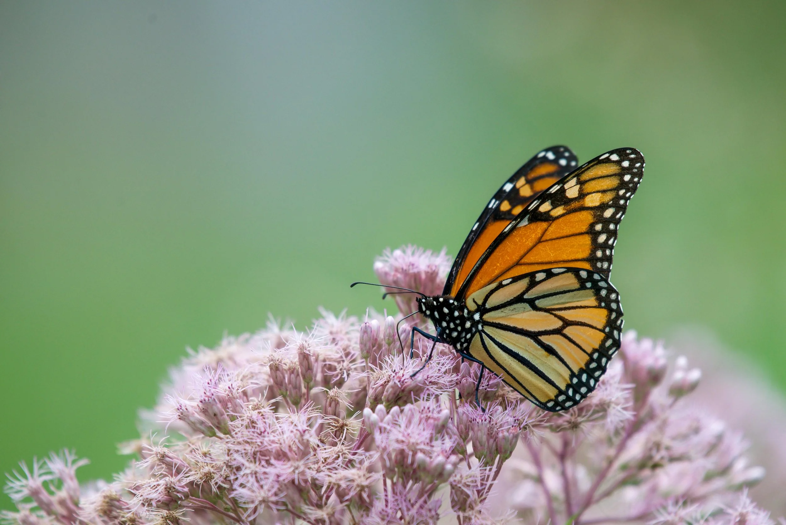Herbs That Attract Pollinators and Beneficial Insects in Atlanta