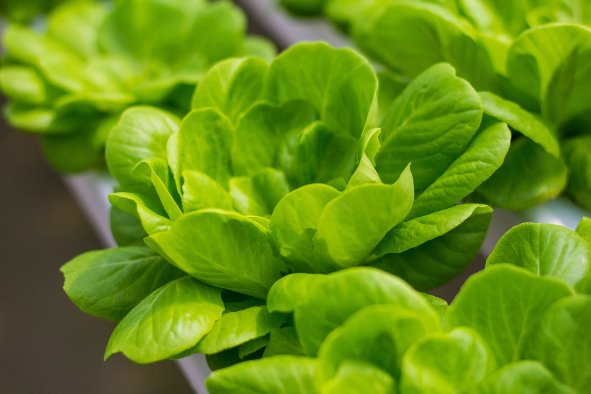 Hydroponics 101: Growing Food Indoors Without a Yard