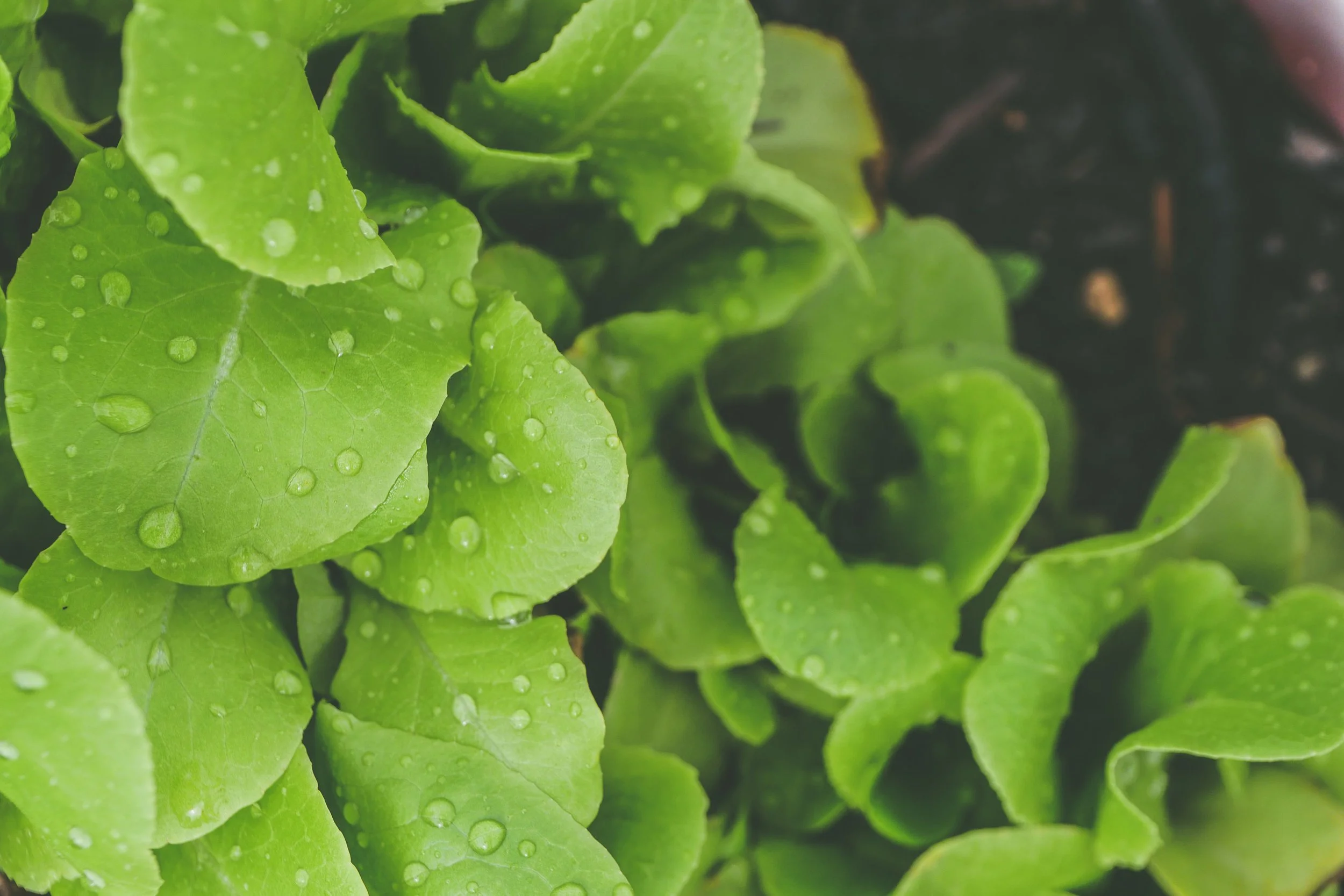 The 6 Main Types of Hydroponic Systems Explained