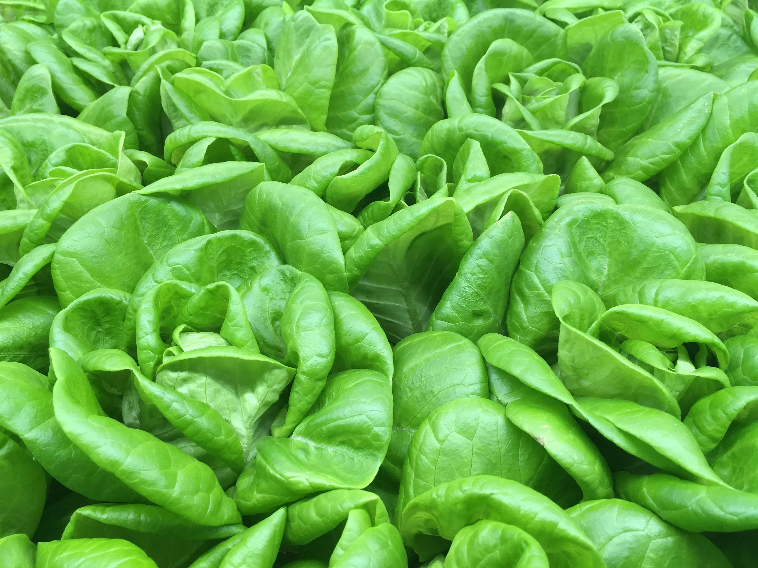 The Kratky Method: Passive Hydroponics With Zero Pumps