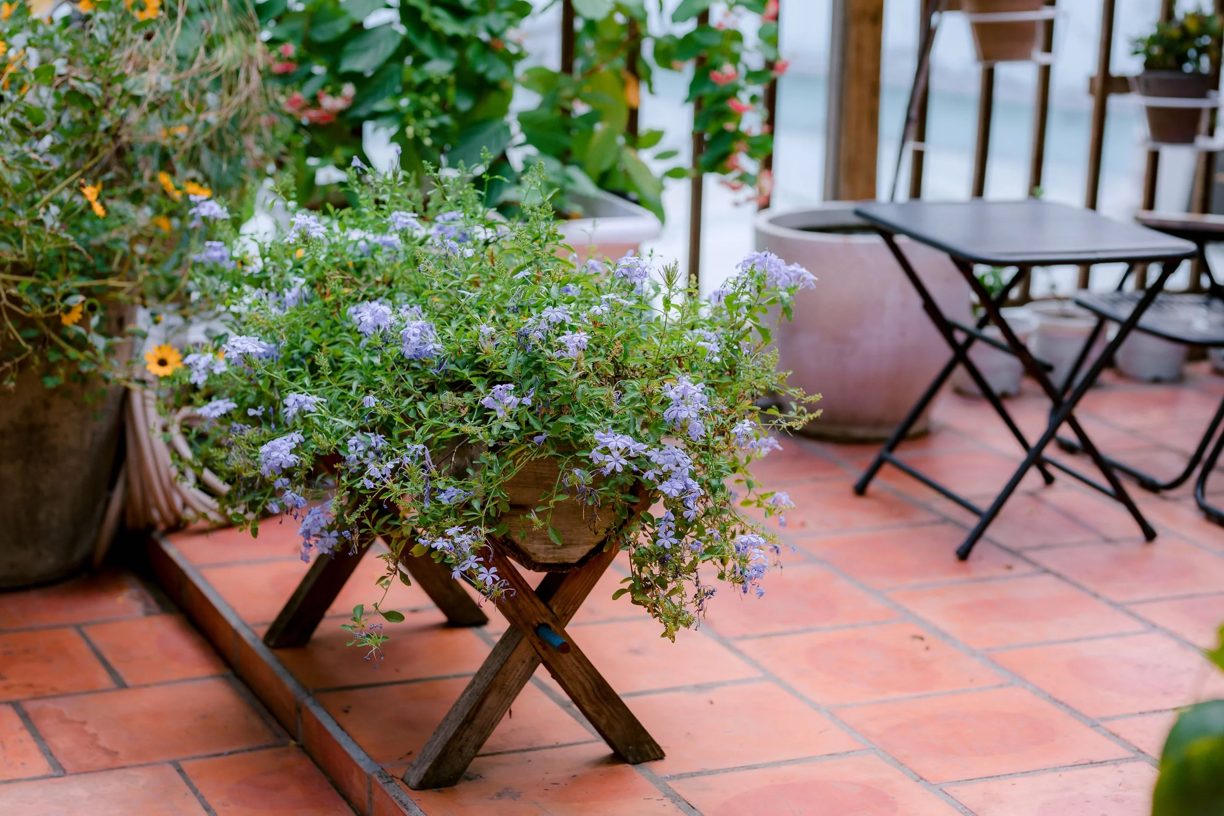 The Balcony Apothecary: Medicinal Herbs You Can Grow in Pots (Yes, Even on the 20th Floor)