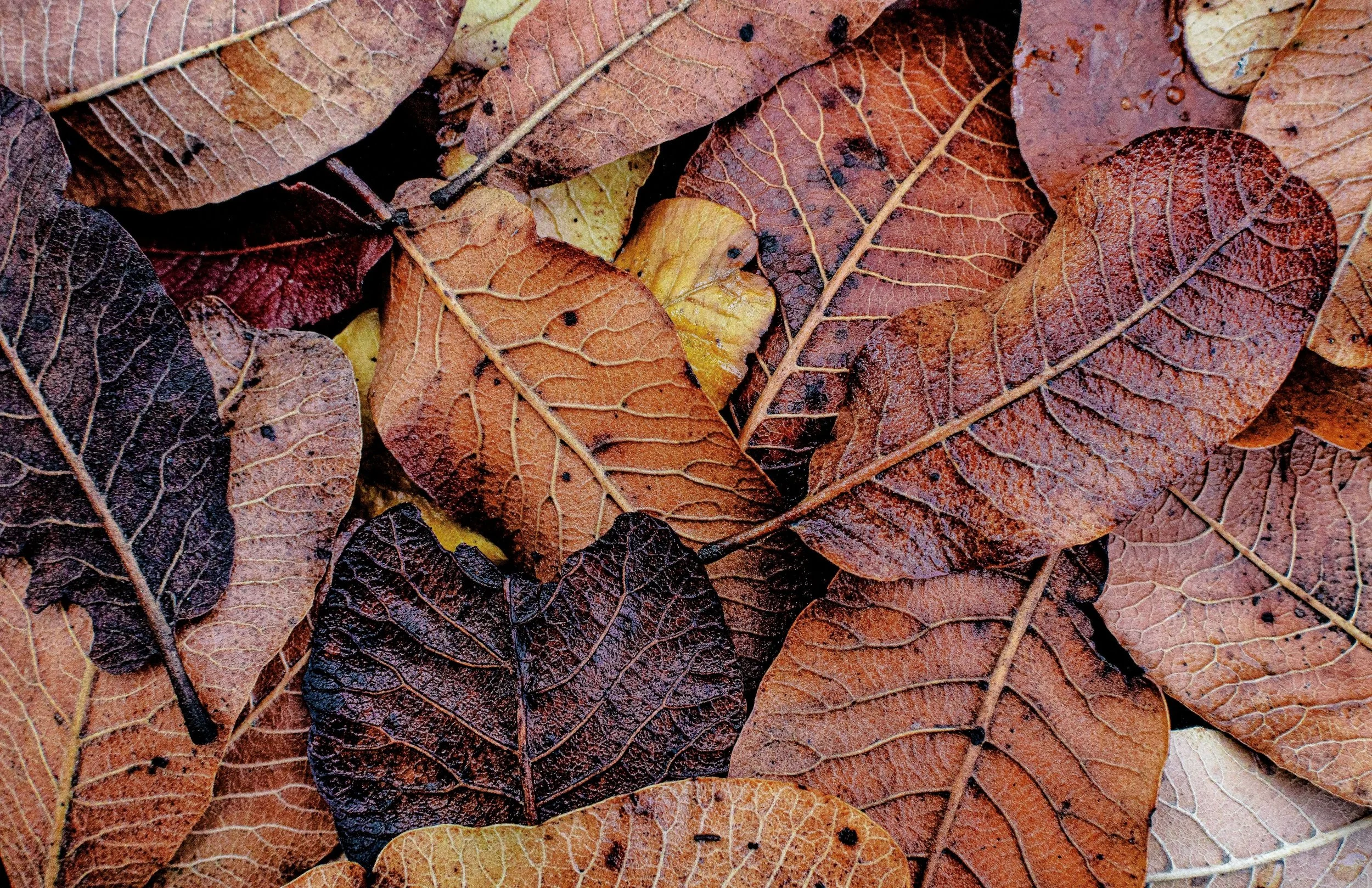 Brown Tips and Crispy Edges: The Anatomy of a Stressed Leaf