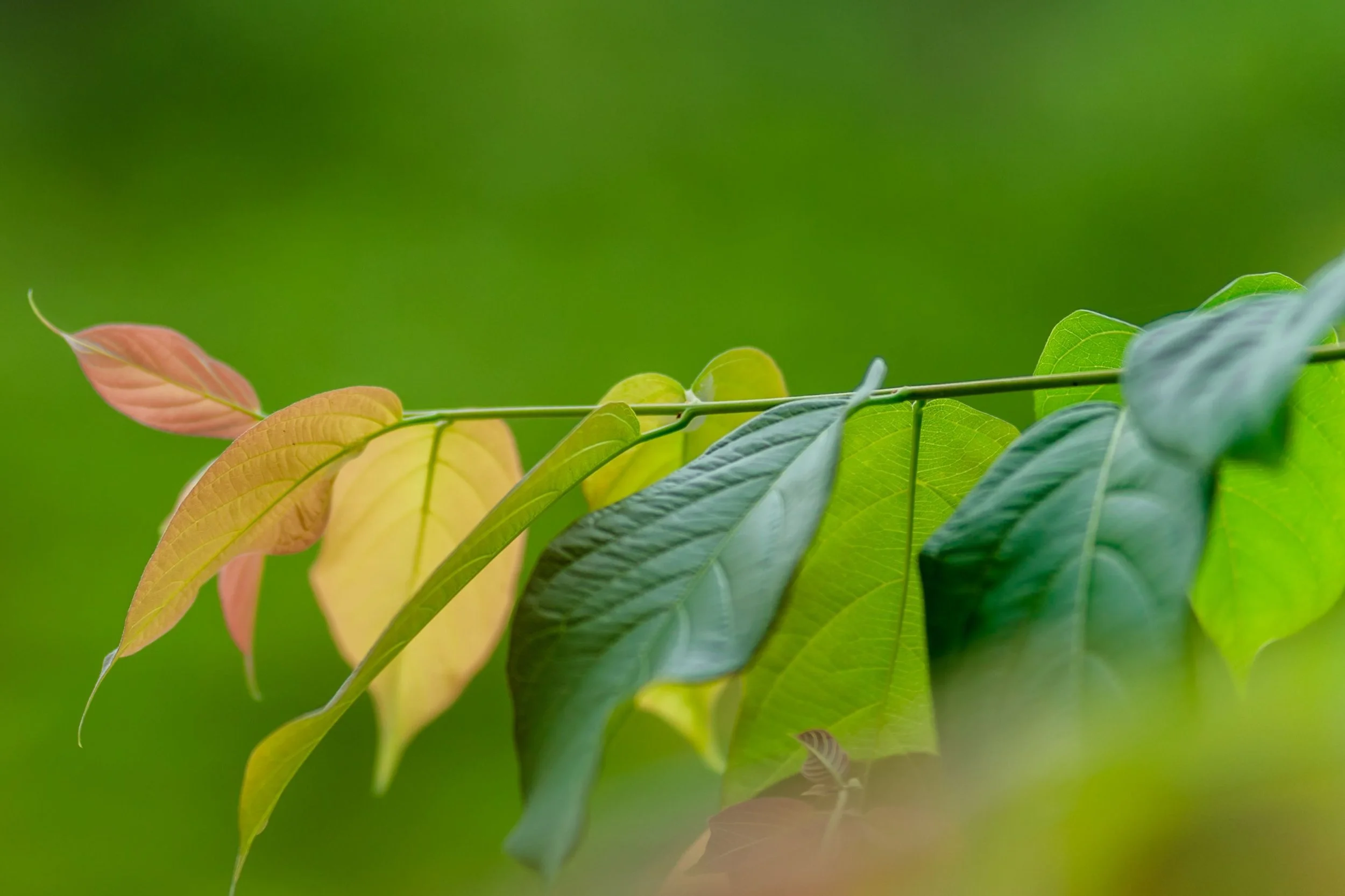 Decoding Yellow Leaves: What Your Plant Is Really Telling You