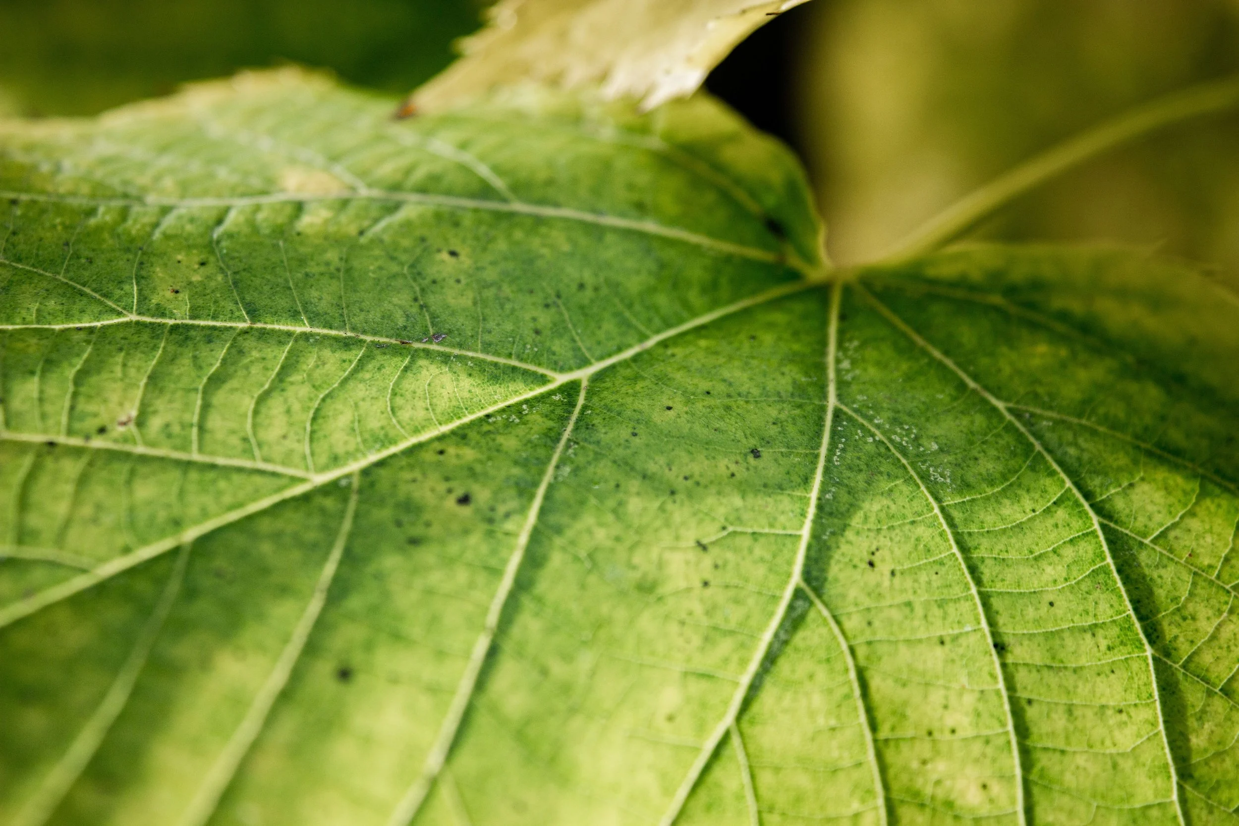 The Hunger Map: Diagnosing Nutrient Deficiencies Leaf by Leaf