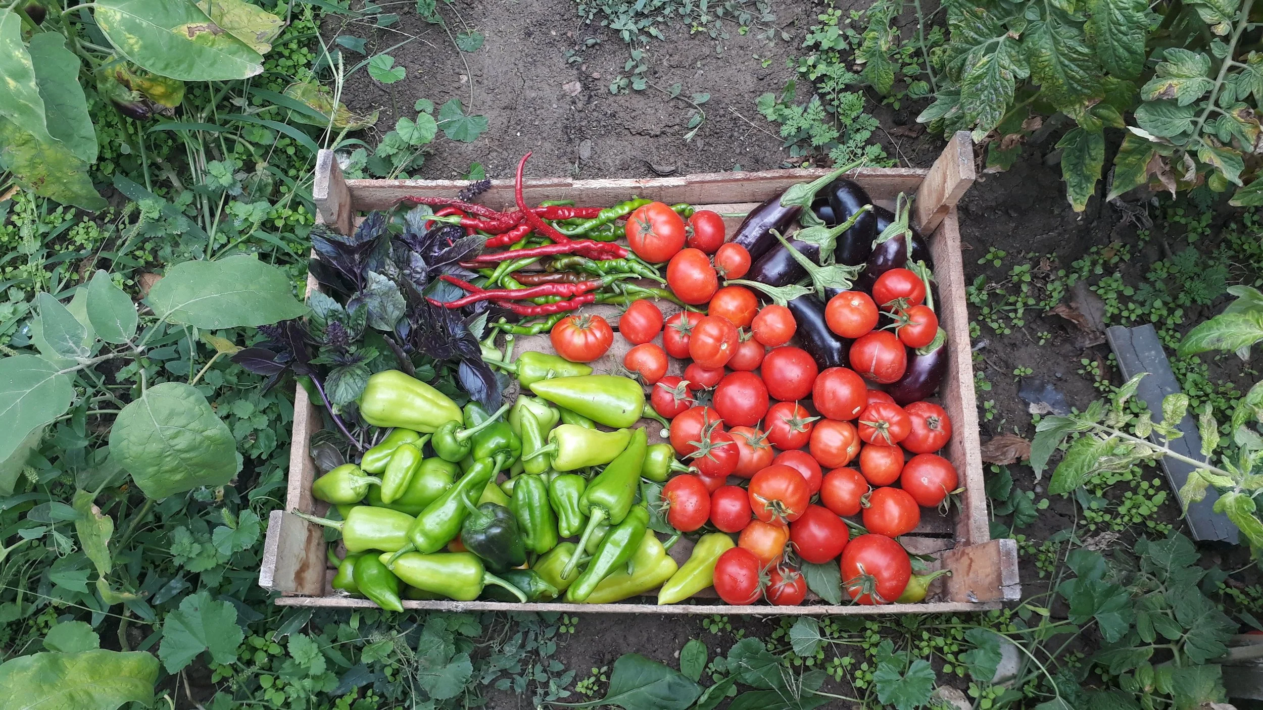 12 Vegetables That Actually Thrive in Atlanta Heat and Humidity (And 5 That Won't)