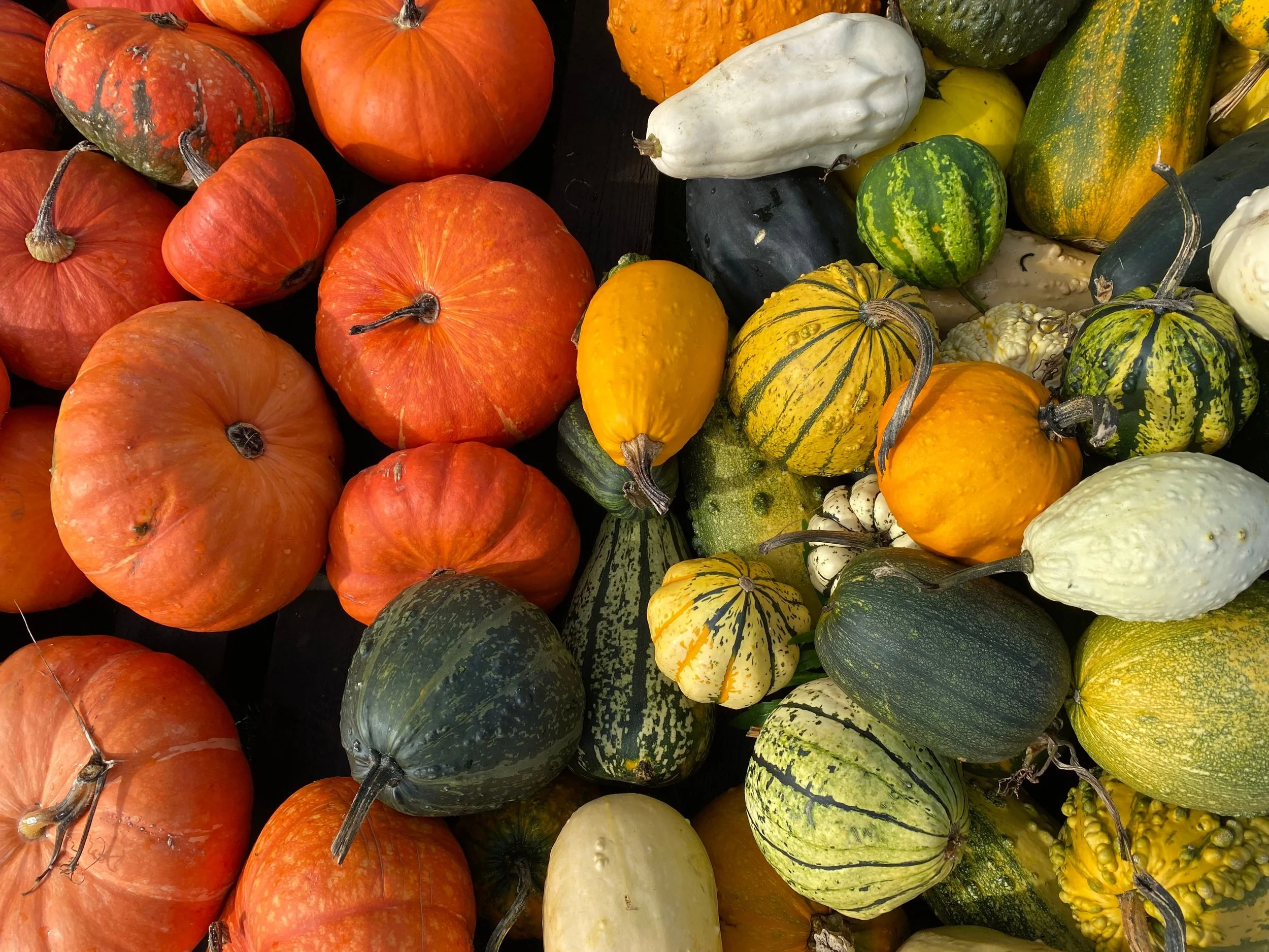 Sow Now, Eat All Winter: 12 Crops to Get in the Ground This August
