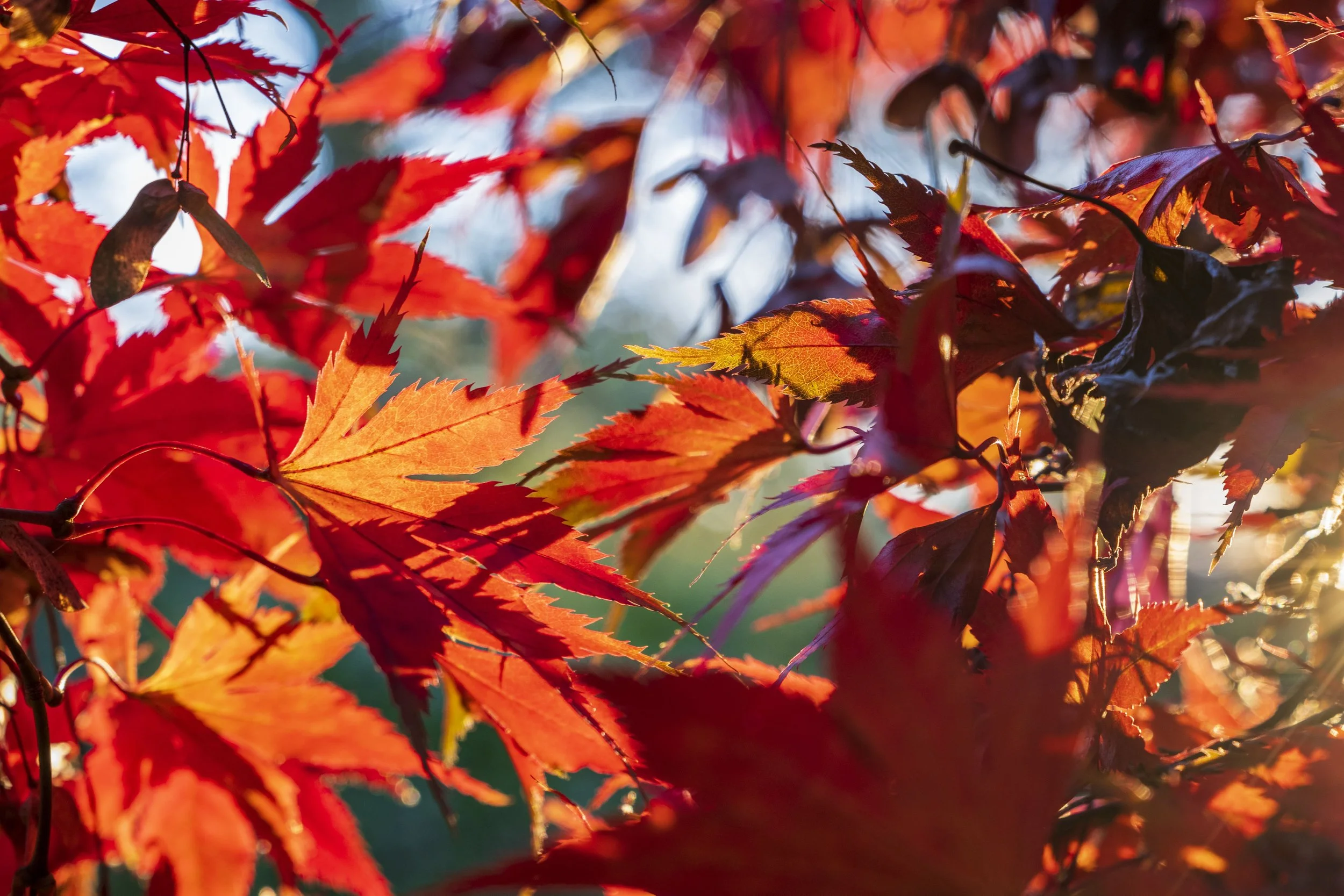 The Overwintering Issue: What to Sow in September for a Head Start on Spring