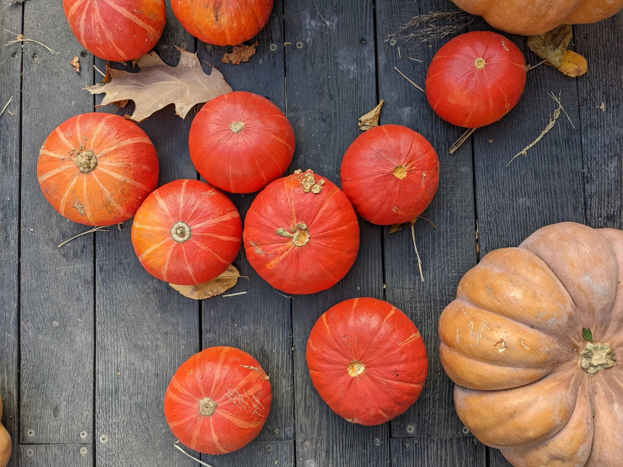 Bare Roots and Big Plans: What to Plant in October for Years of Harvests