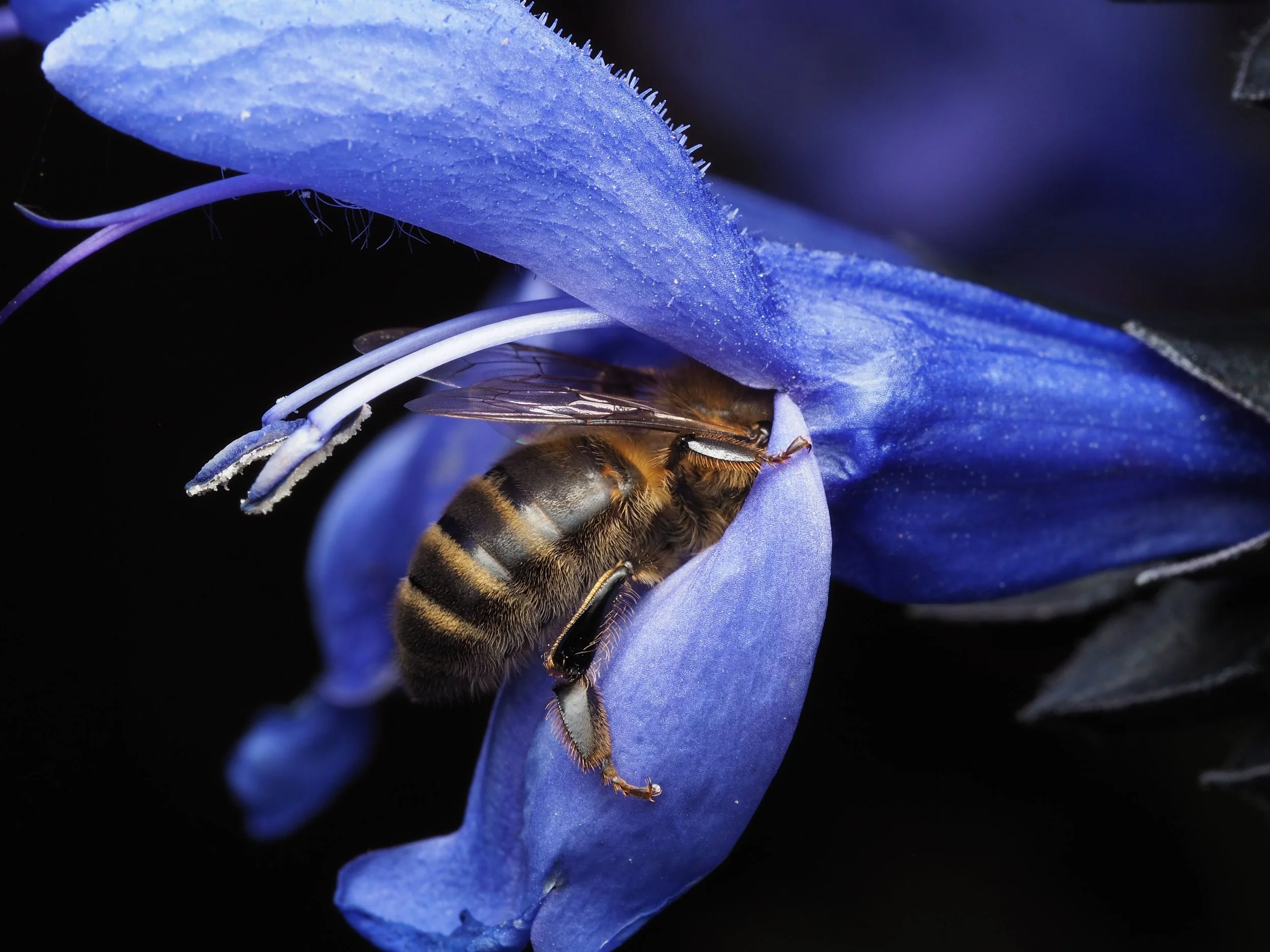 Where to Buy Native Plants Around Atlanta