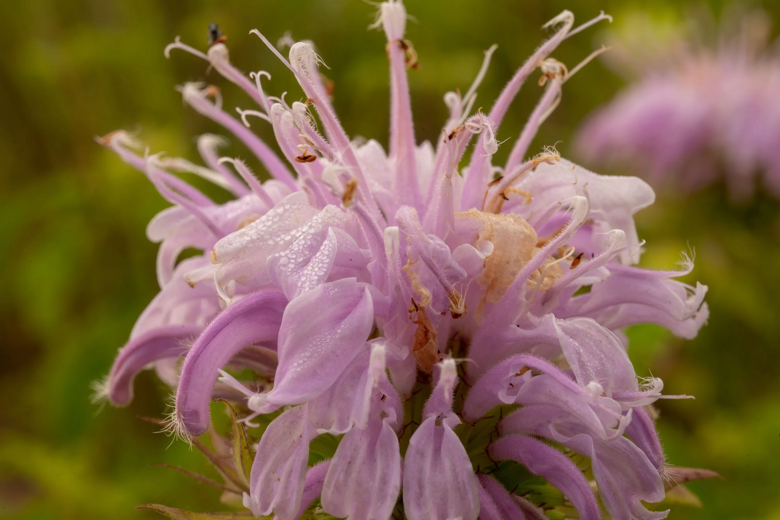 Wild and Well-Fed: The Intown Atlanta Guide to Edible Native Plants