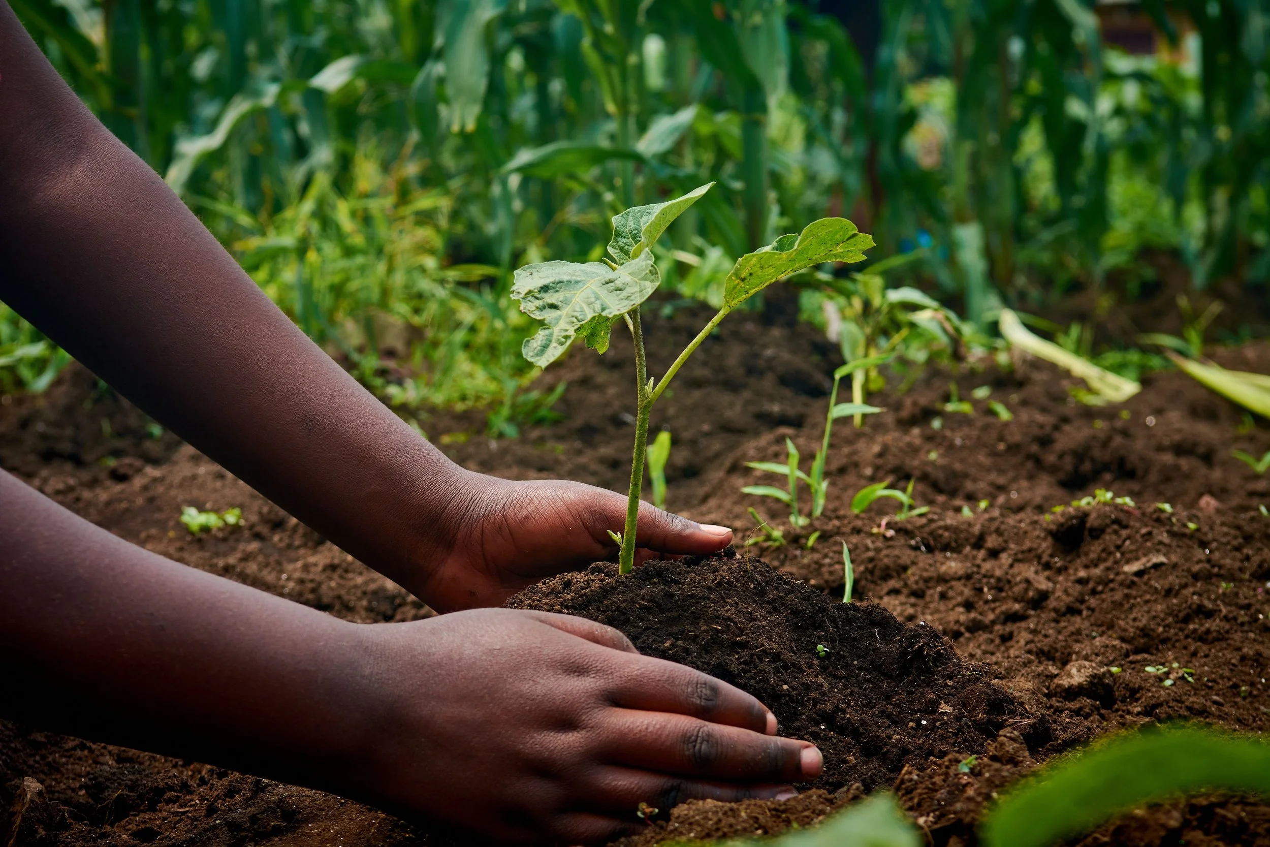 The Science of Soil: Why Getting Your Hands Dirty Calms Your Mind